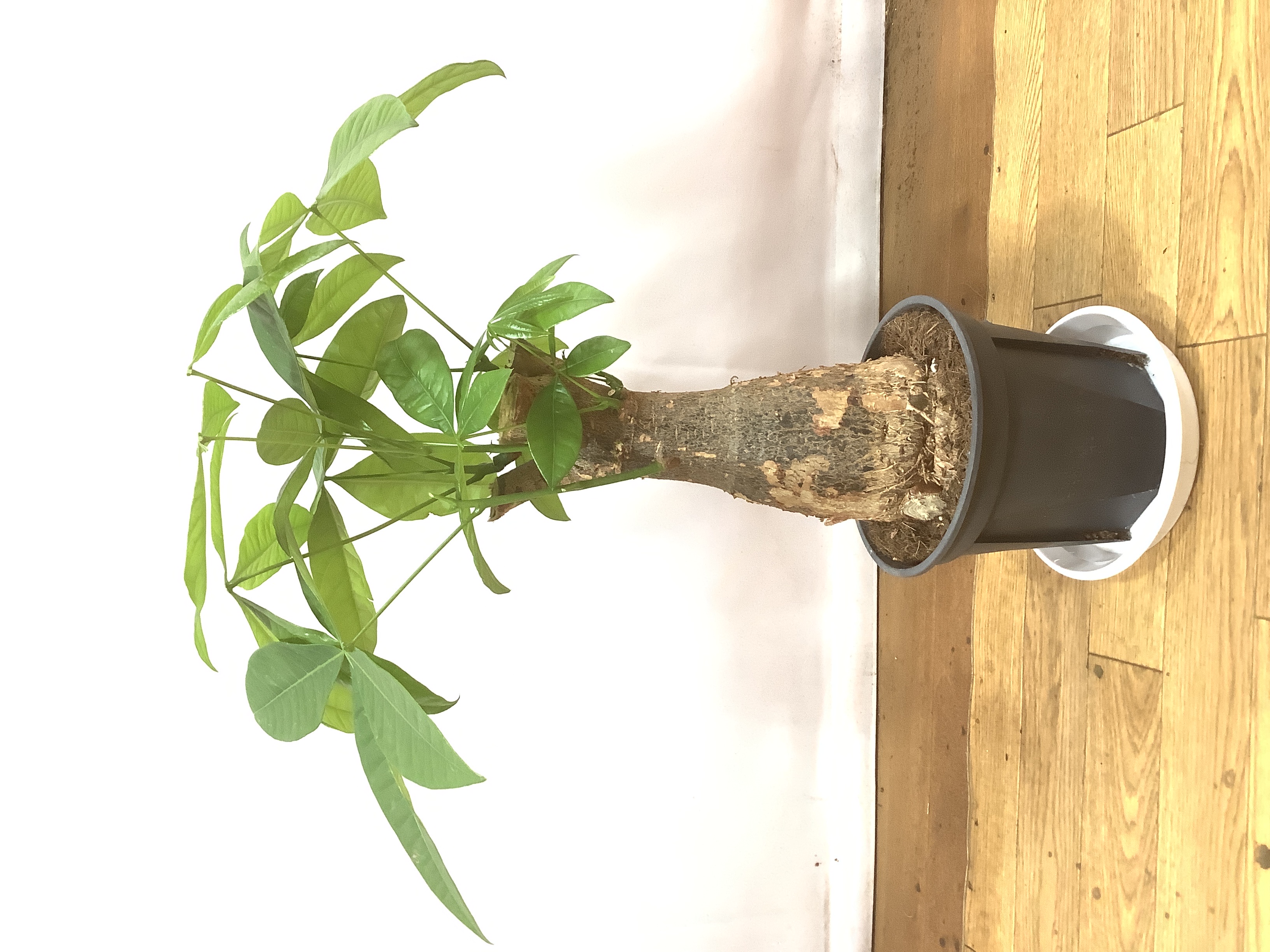 パキラ　観葉植物 パキラ ミルキーウェイ I インドアプランツ I プラントソサエティ