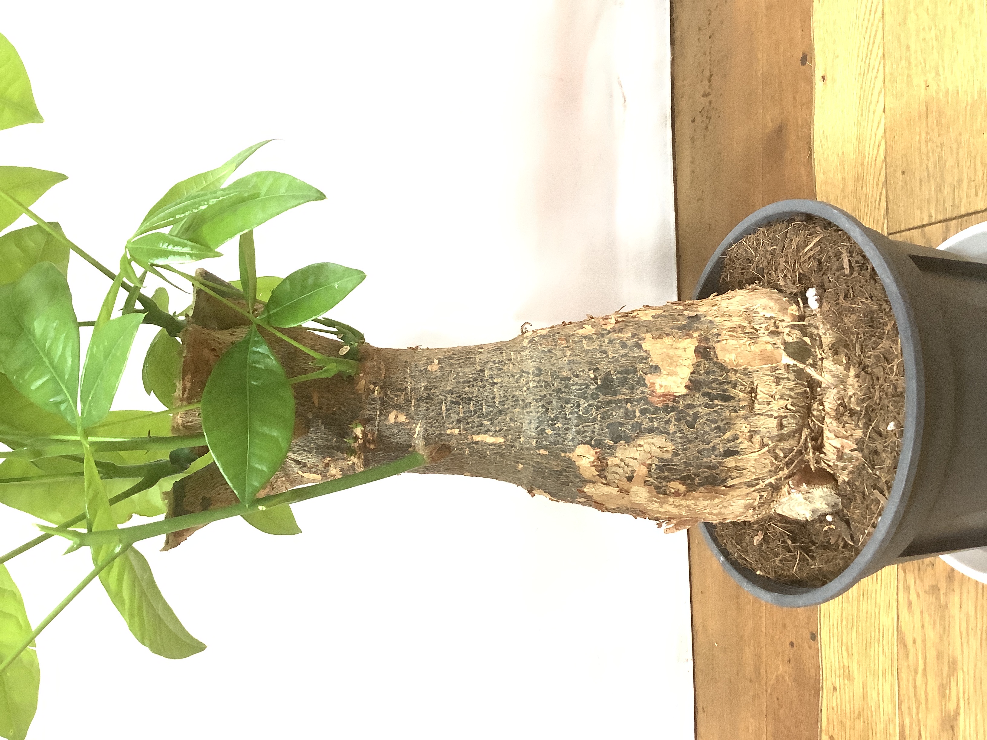 観葉植物 パキラ【60cm】 6号 極太 プラスチック鉢 #69601 | 観葉植物