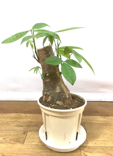 観葉植物 パキラ【45cm】6号 極太 プラスチック鉢 #69602 | 観葉植物