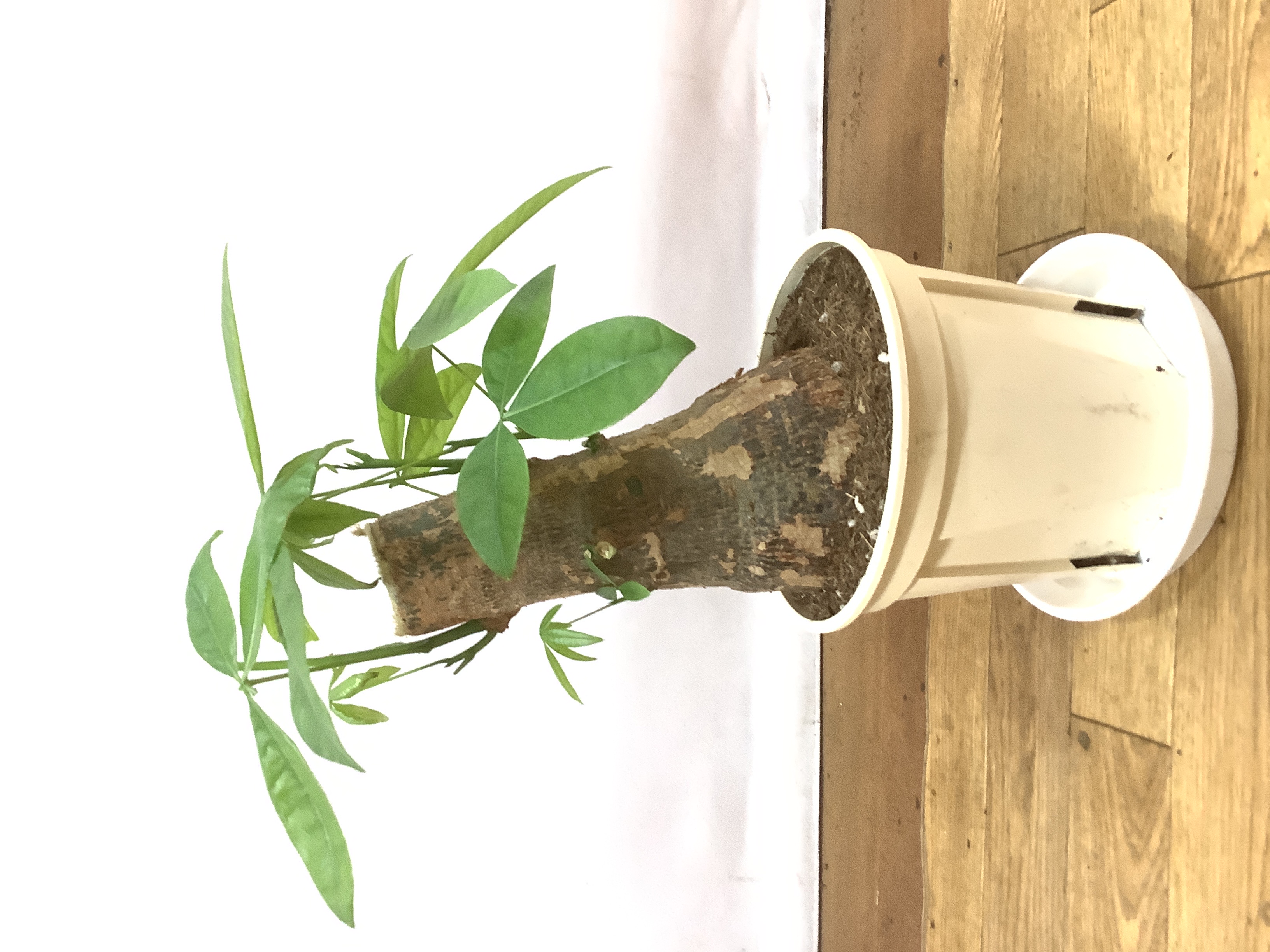 【極太幹・存在感抜群】パキラ 観葉植物／特大サイズ 引き取り限定 幹極太パキラ🌿 塊根植物風に仕立てられたパキラ♬ 迫力バツグン、存在