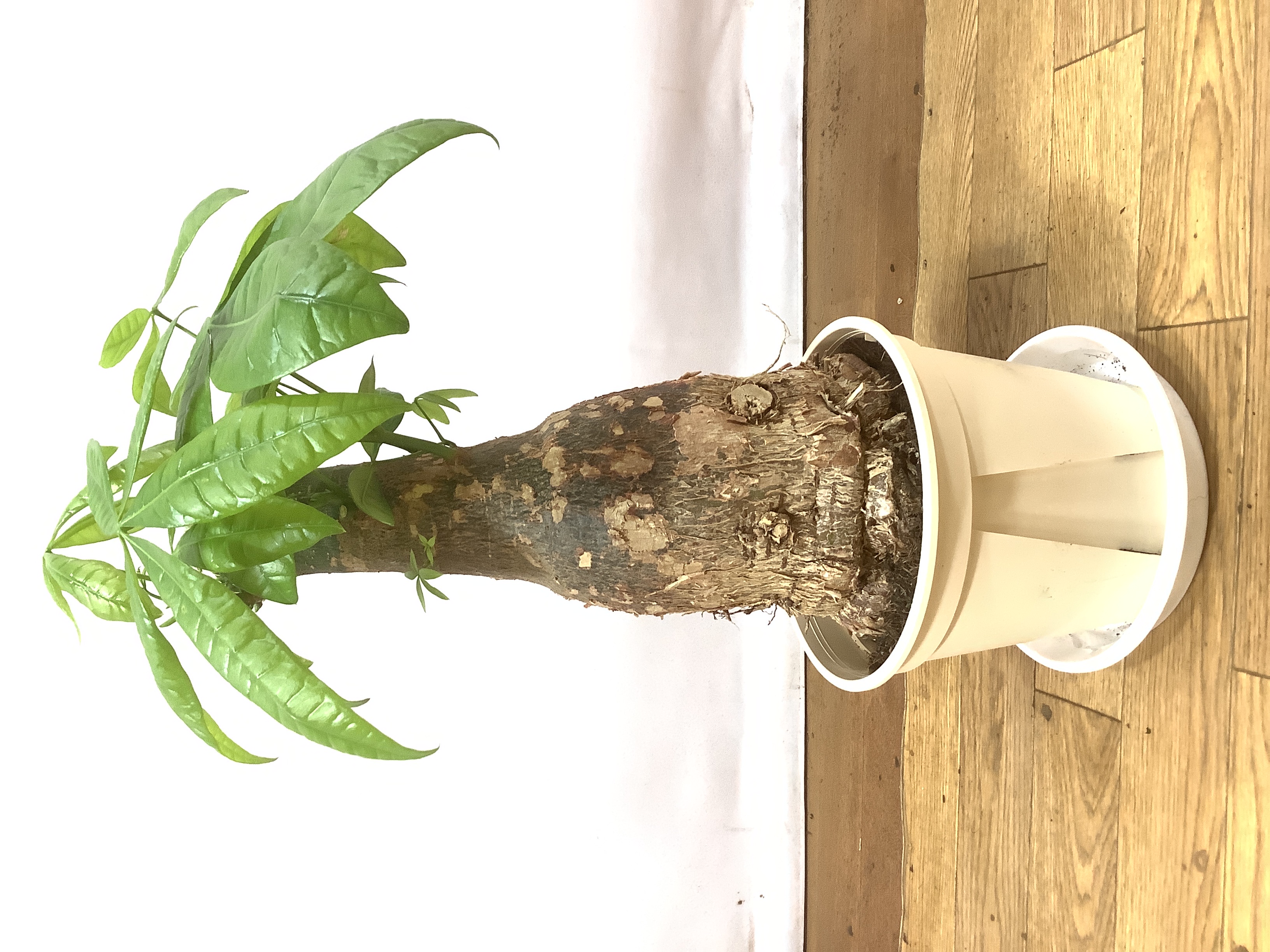 観葉植物 パキラ【55cm】6号 極太 プラスチック鉢 #69605 | 観葉植物