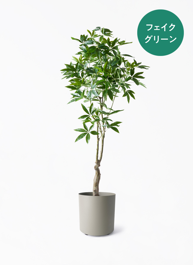 値下●引取り希望●大型　パキラ 180cm ねじりパキラ 観葉植物 植木 庭木 パキラ 180cm - フェイクグリーン専用通販サイト – フェイクグリーン