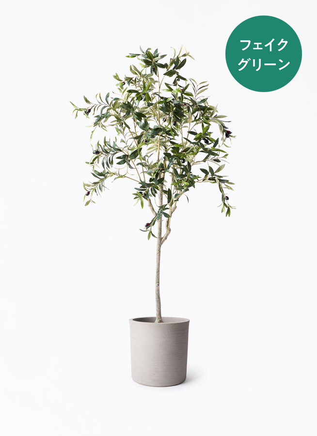 観葉植物【フェイクグリーン】オリーブ 実付き 156cm パボ ミドル