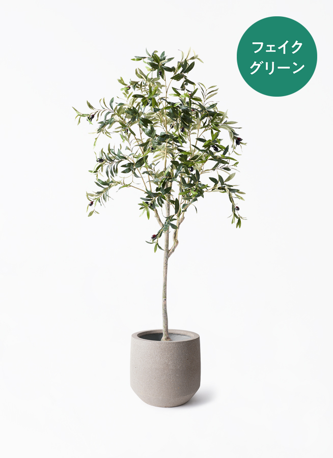 【超リアルなオリーブの木】実つきフェイクグリーンで叶える憧れのオリーブライフ 観葉植物【フェイクグリーン】オリーブ 実付き 156cm パボ ミドル