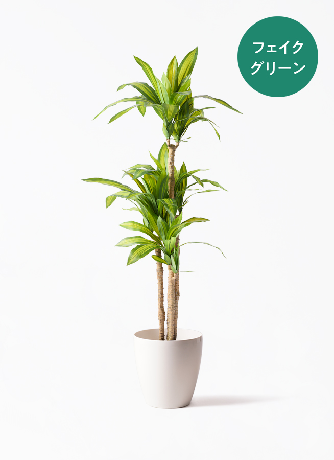 観葉植物【フェイクグリーン】幸福の木 150cm パボ ミドル オフ