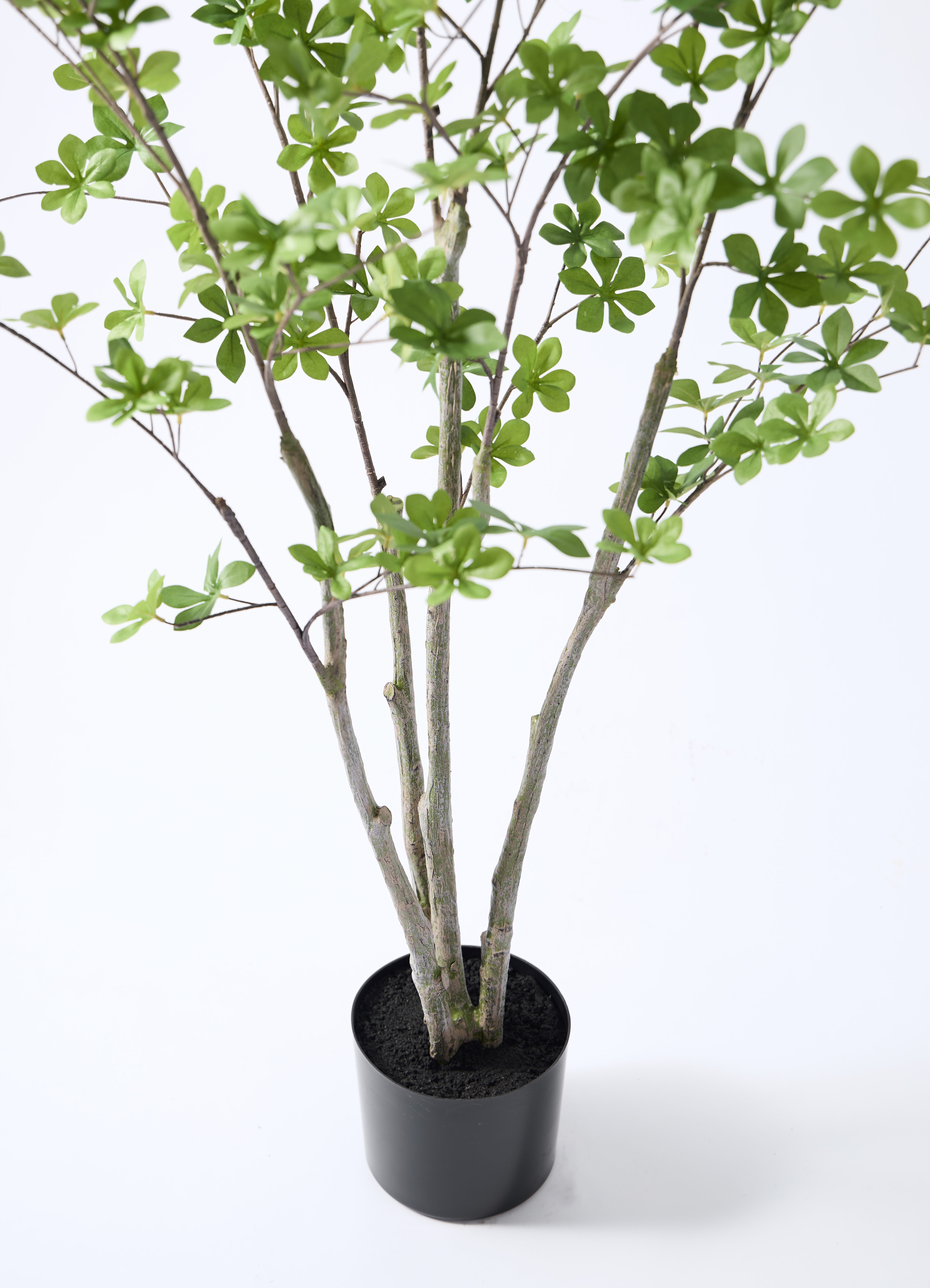 観葉植物【フェイクグリーン】ドウダンツツジ 155cm ベースポット入り