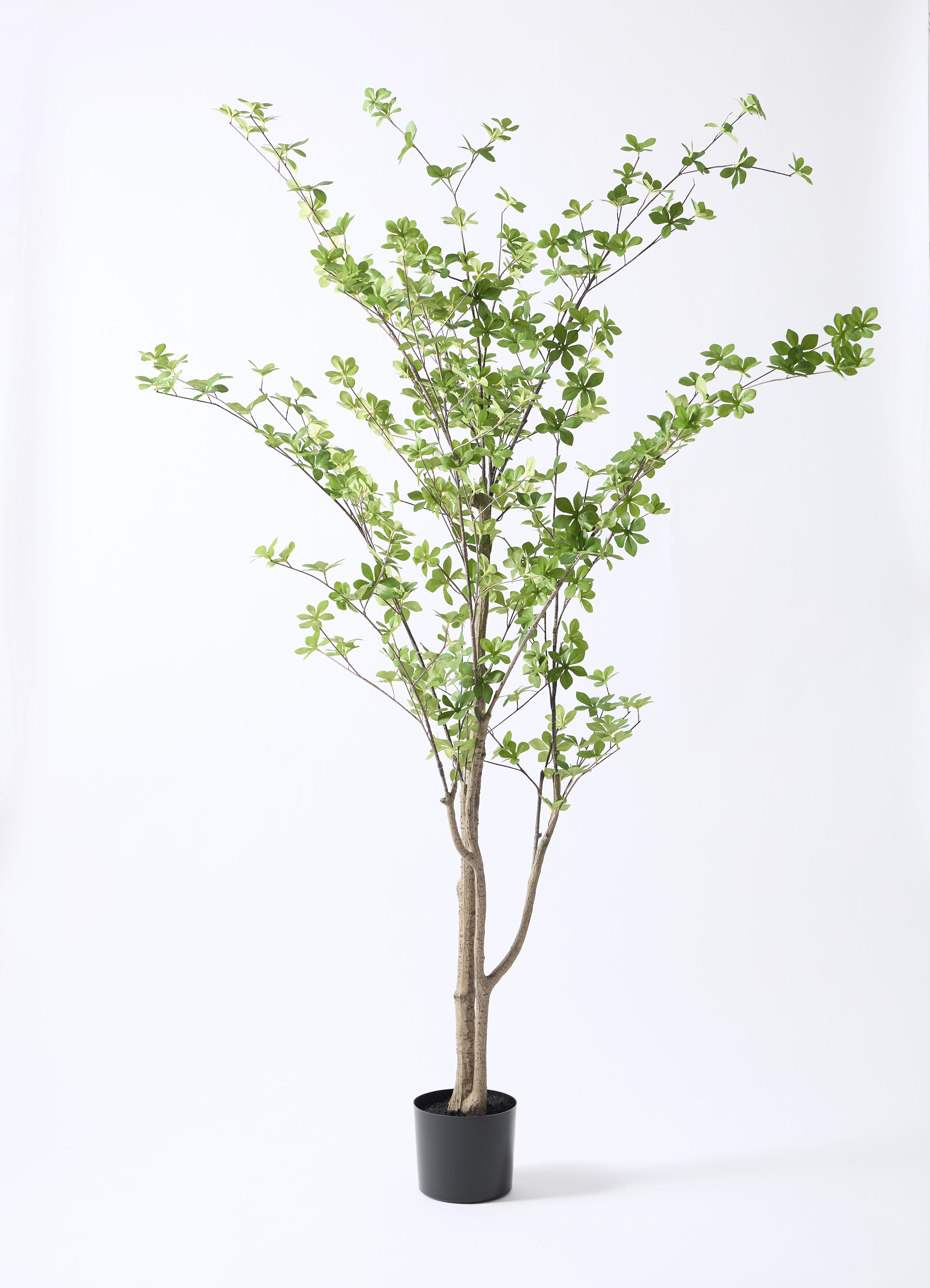 観葉植物【フェイクグリーン】ドウダンツツジ 190cm ウッドプランター