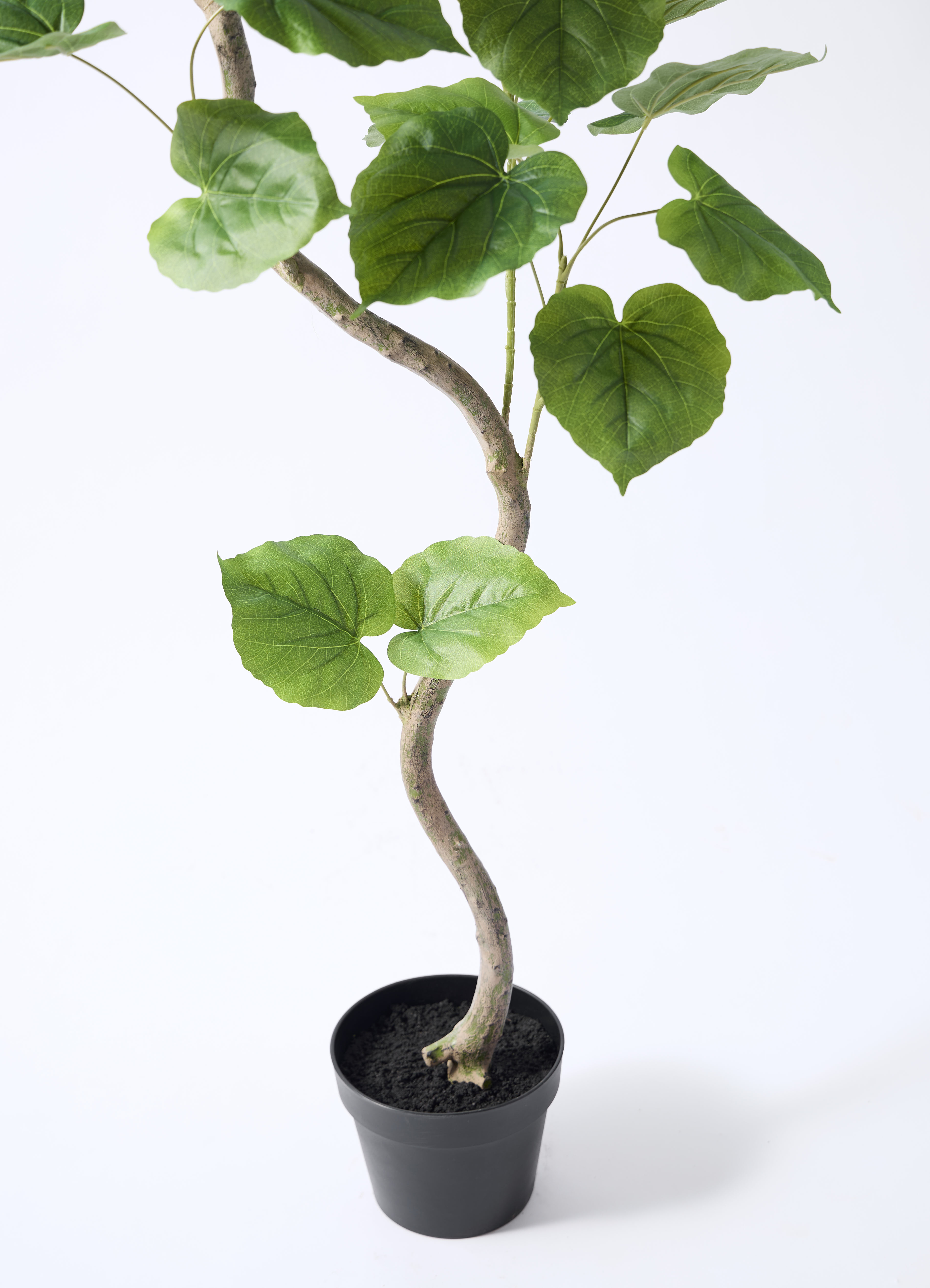 観葉植物【フェイクグリーン】ウンベラータ 曲り 150cm パボ ミドル