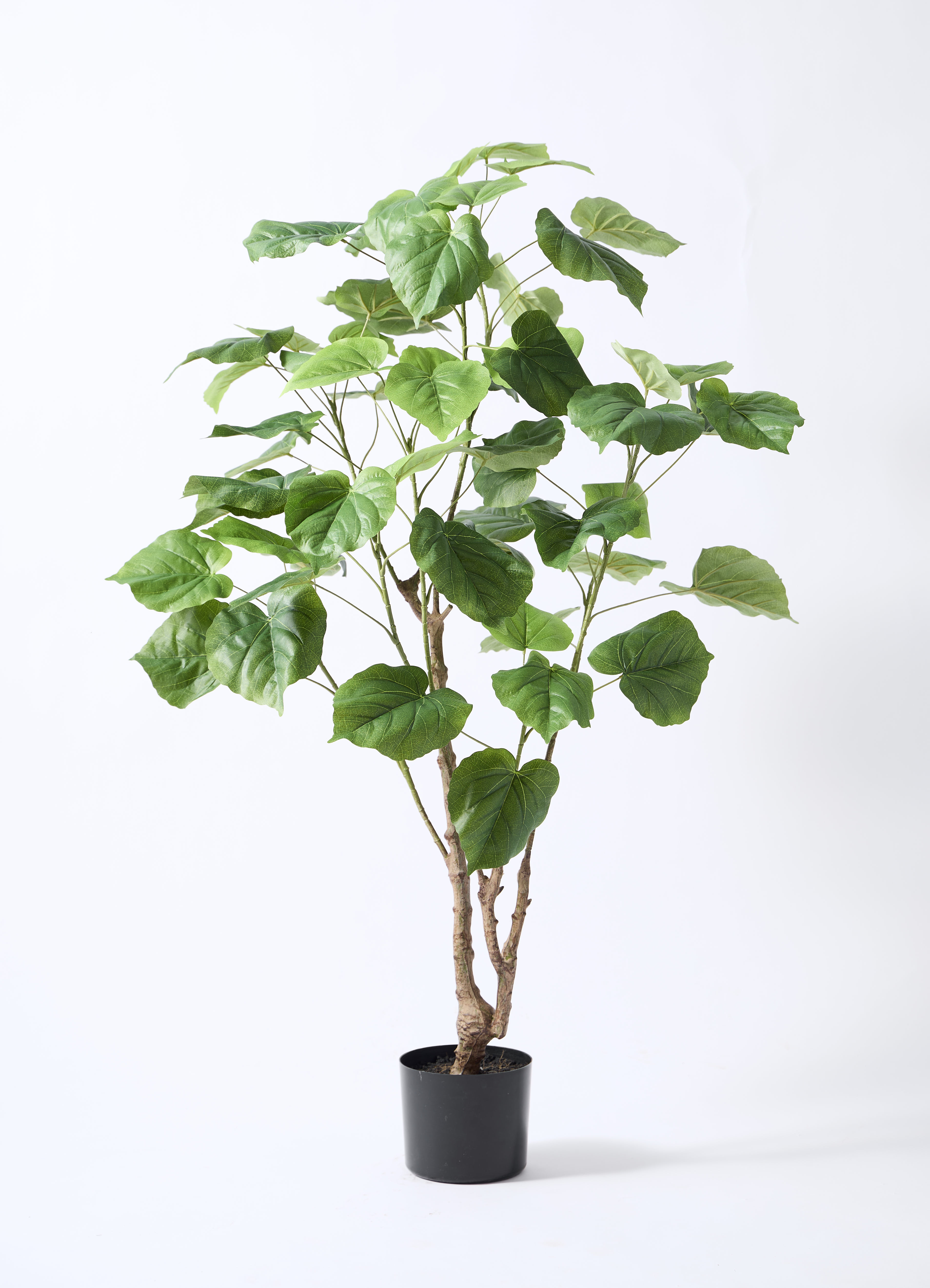 観葉植物【フェイクグリーン】ウンベラータ 120cm アイルエッグ グレー