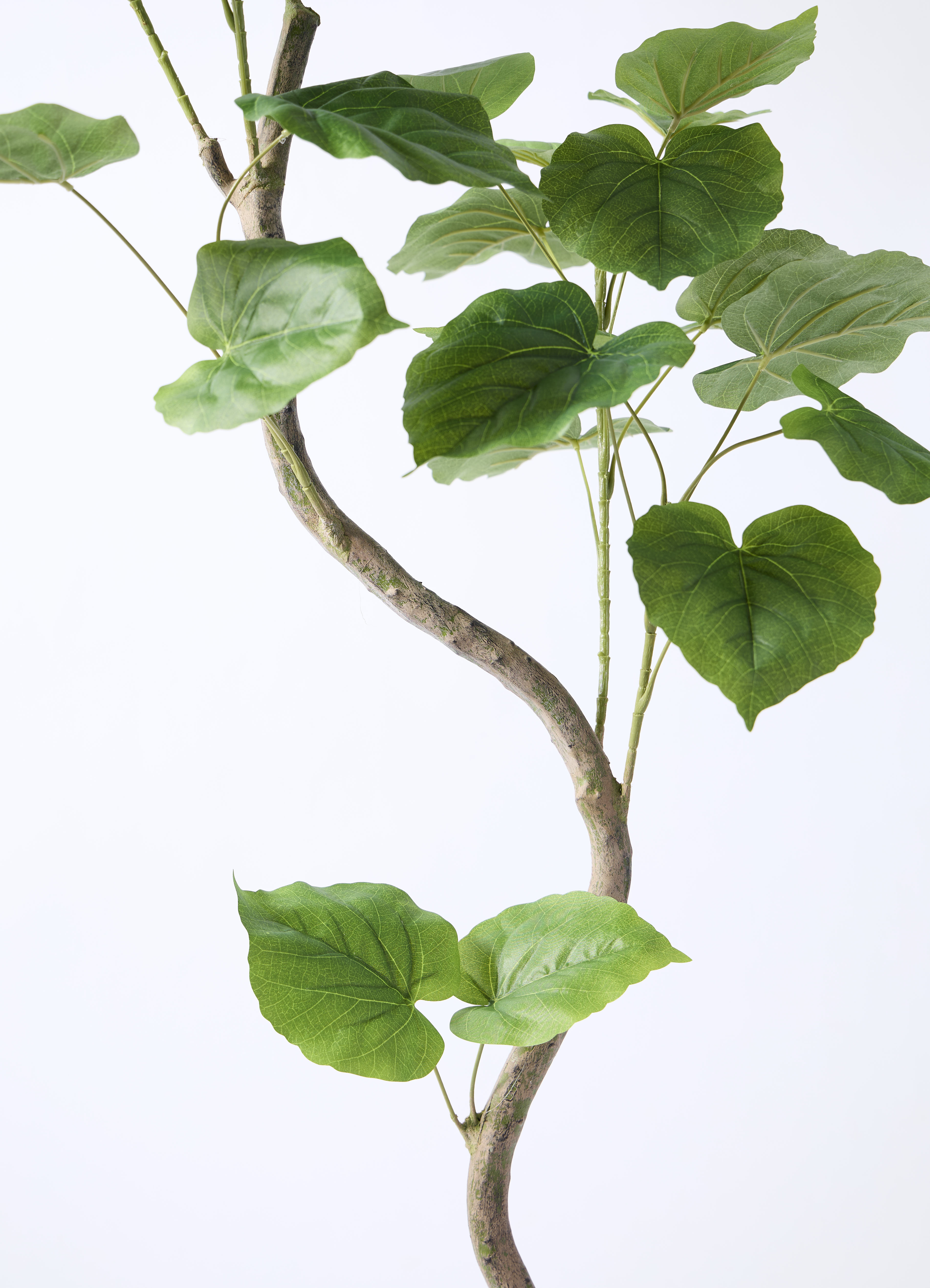 観葉植物　ウンベラータ　150センチ 観葉植物 フィカス ウンベラータ 8号 ノーマル ラッシュバスケット
