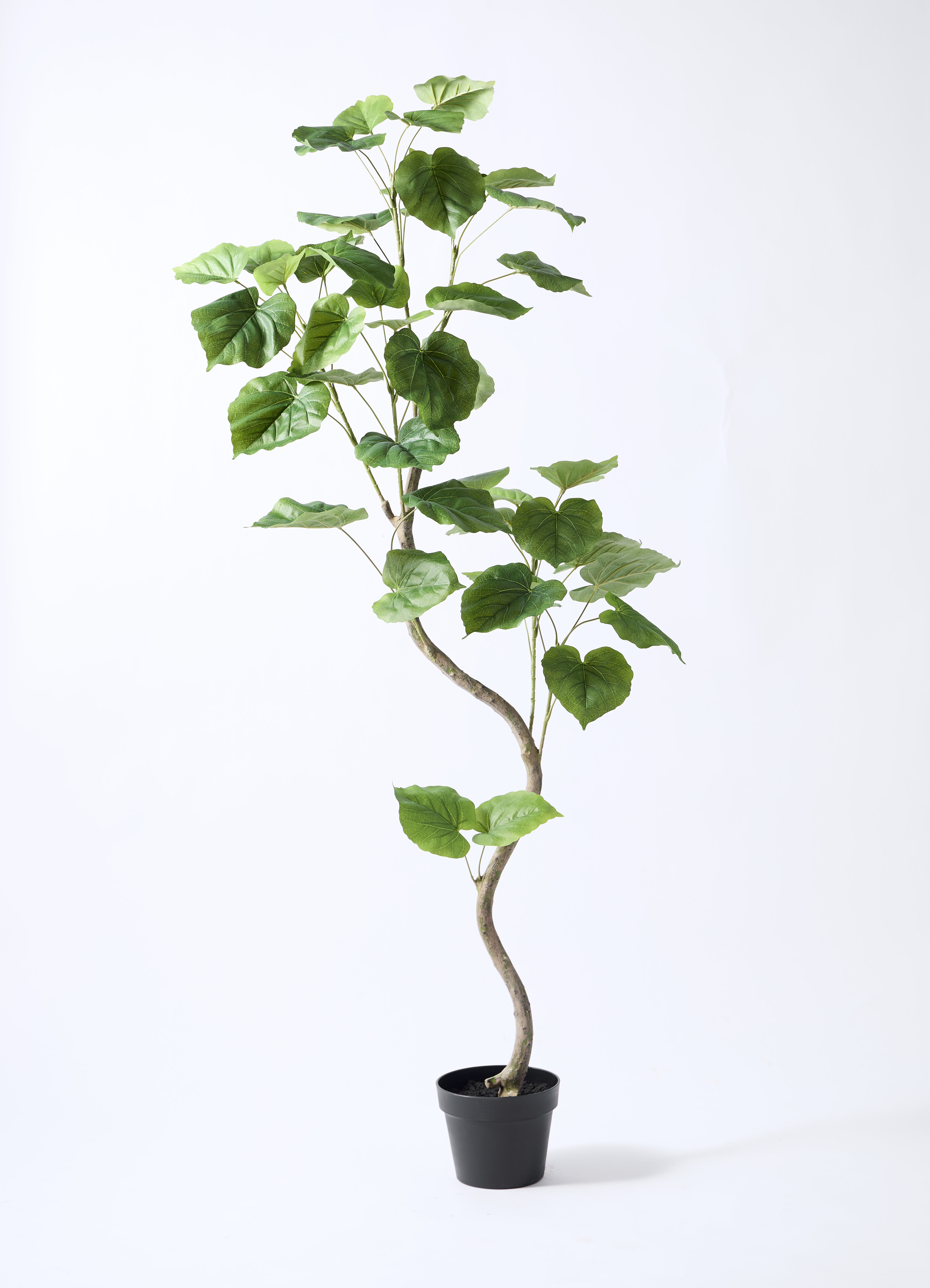 観葉植物【フェイクグリーン】ウンベラータ 曲り 150cm パボ ミドル