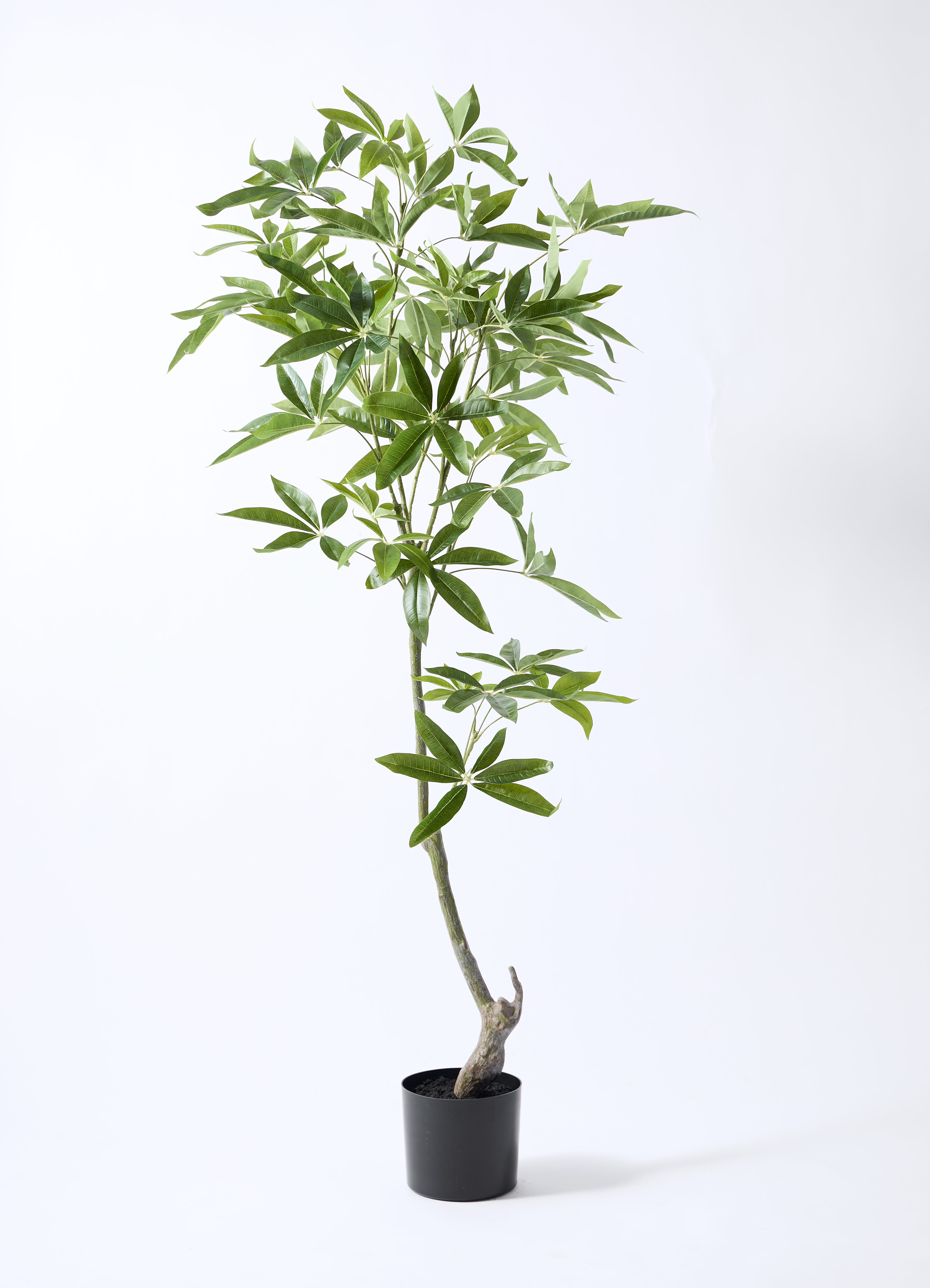 観葉植物【フェイクグリーン】パキラ 150cm ベースポット入り | 観葉