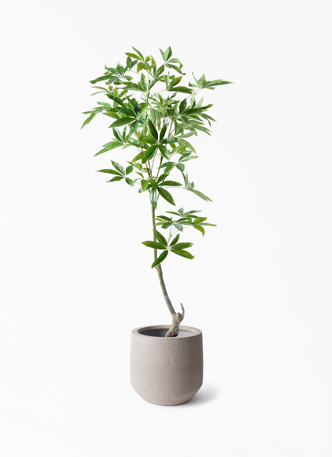 観葉植物【フェイクグリーン】パキラ 150cm パボ ミドル アース