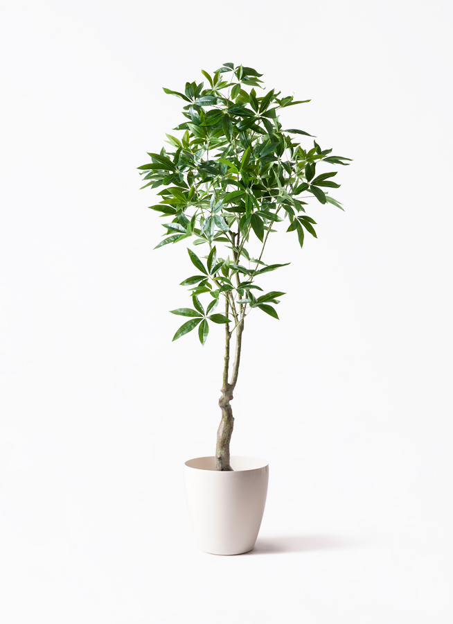 観葉植物【フェイクグリーン】パキラ 180cm ラスターポット 付き
