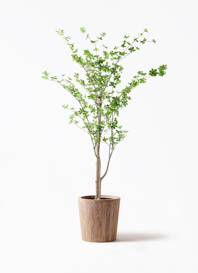 観葉植物【フェイクグリーン】ドウダンツツジ 190cm ウッドプランター