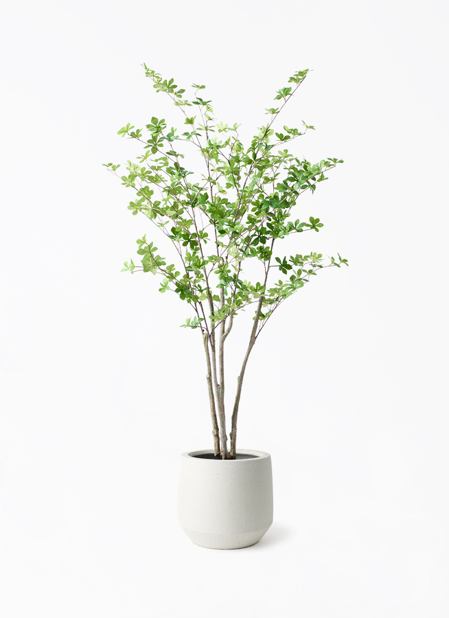 観葉植物【フェイクグリーン】ドウダンツツジ 155cm パボ ミドル オフ