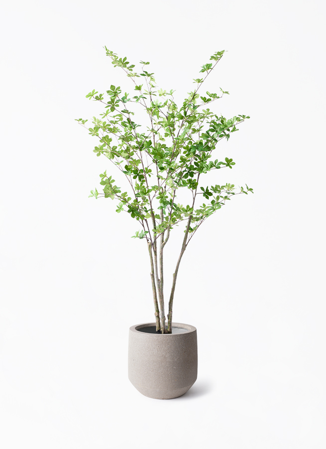 観葉植物【フェイクグリーン】ドウダンツツジ 155cm パボ ミドル
