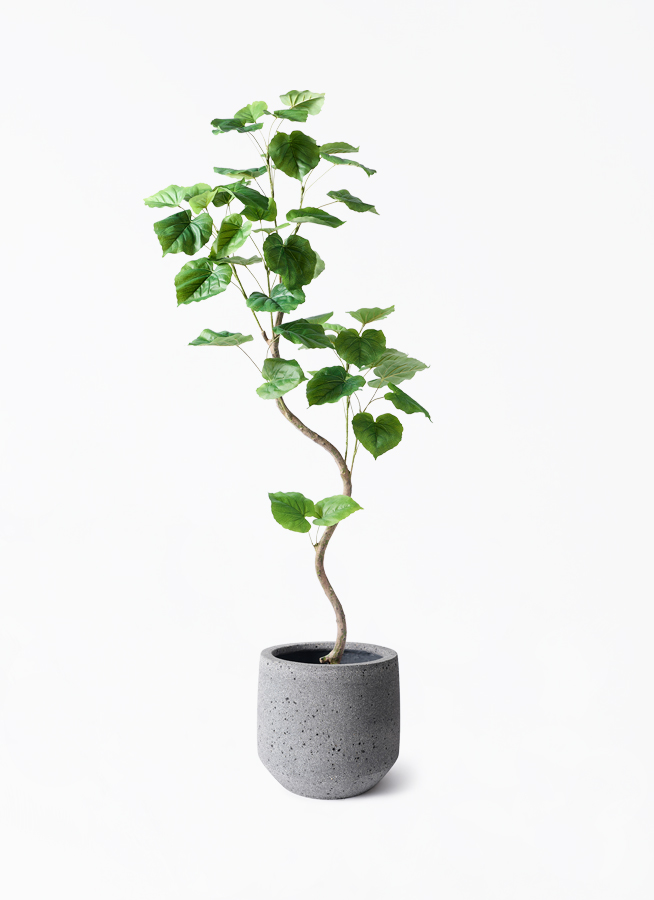 ウンベラータ フェイクグリーン 150cm 観葉植物【フェイクグリーン】ウンベラータ 曲り 150cm パボ ミドル