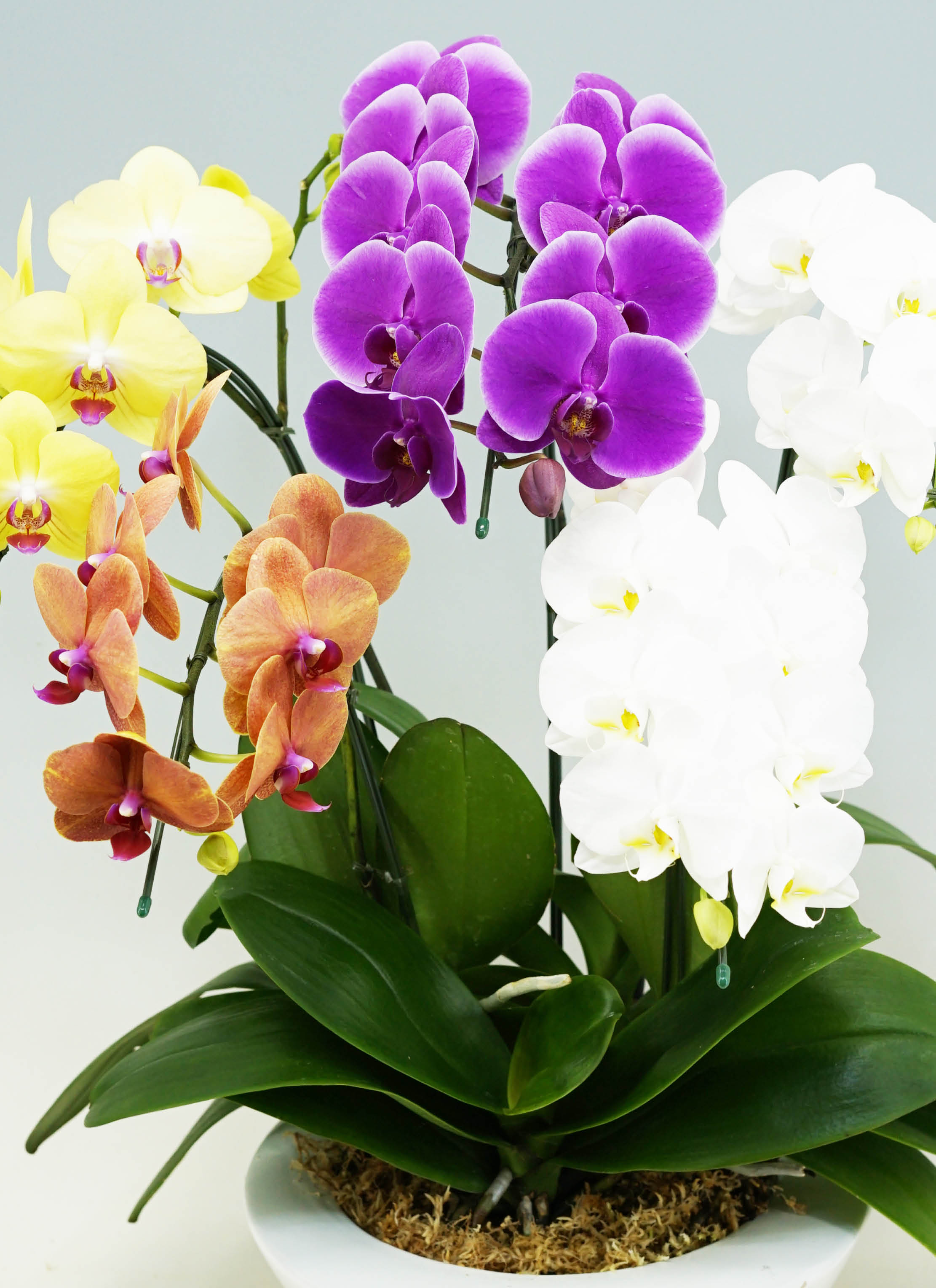 ミディ胡蝶蘭 ミックス 5本立ち ヴィーナスポット | 胡蝶蘭なら