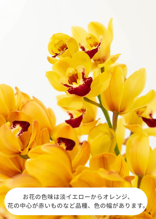 産地直送 シンビジウム ミニ イエローオレンジ系 3本立ち／高知 石田蘭