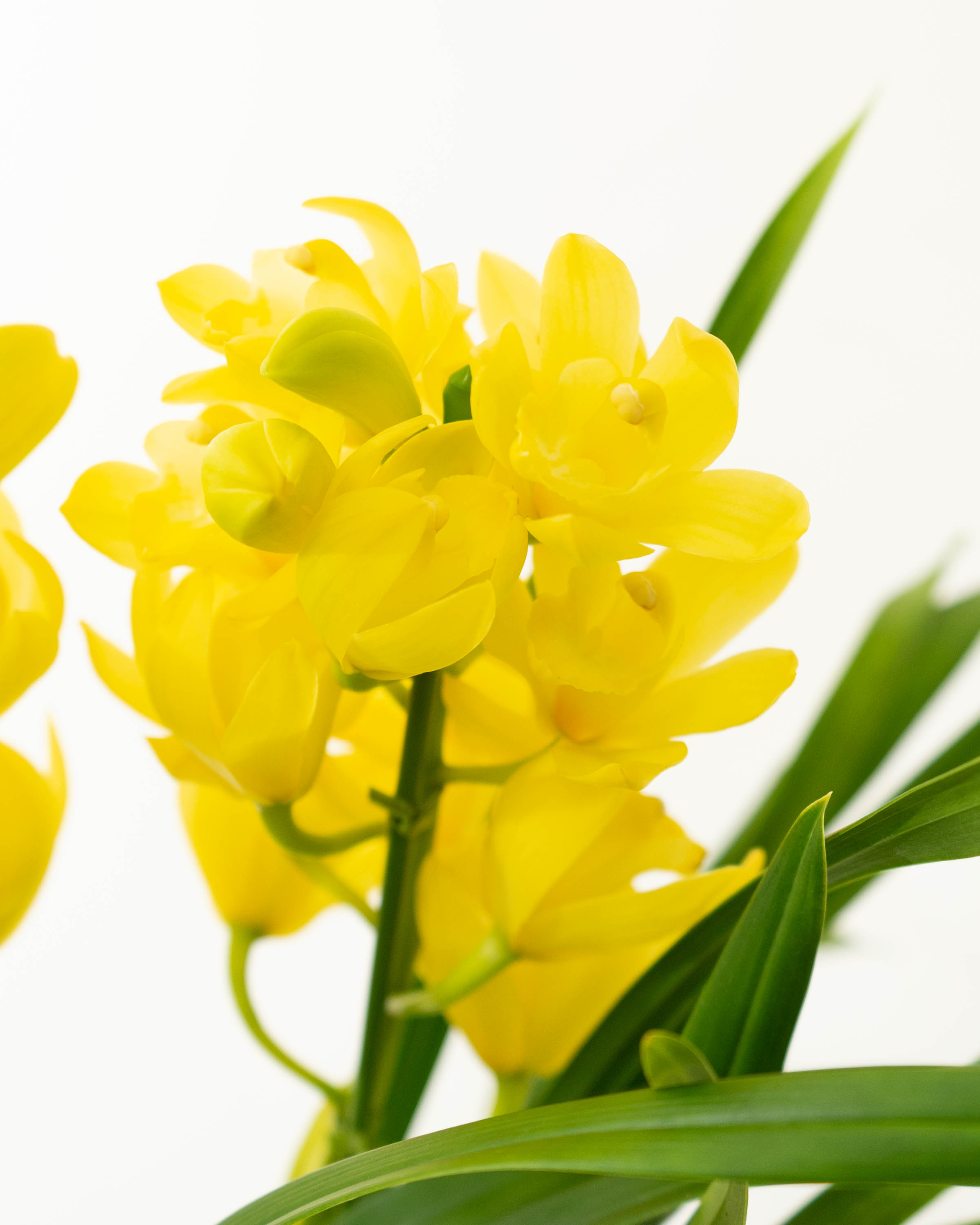 産地直送 シンビジウム ミニ イエローオレンジ系 3本立ち／高知 石田蘭