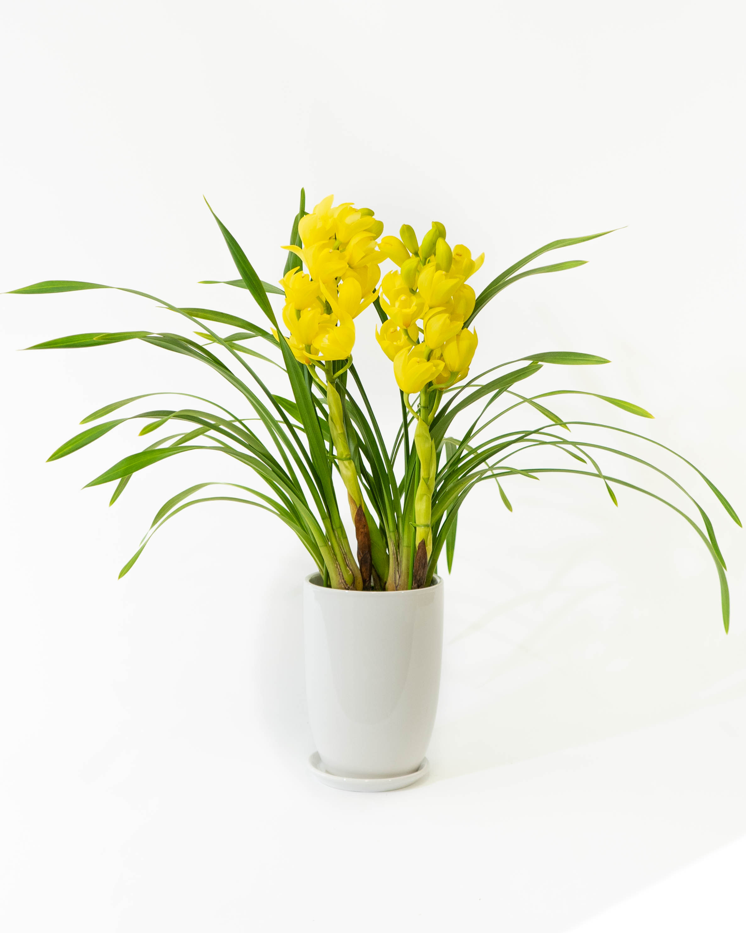 ds-ishida-cymbidium-yellow-