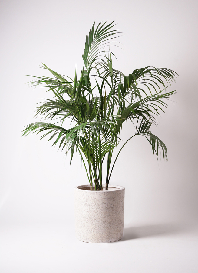 観葉植物 ケンチャヤシ 10号 サンディ シリンダー 白 付き | 観葉植物