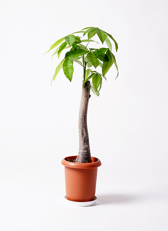 パキラ　観葉植物　丈夫です 観葉植物の大定番 3本仕立て パキラ 発財樹 編み 4寸 観葉植物 風水