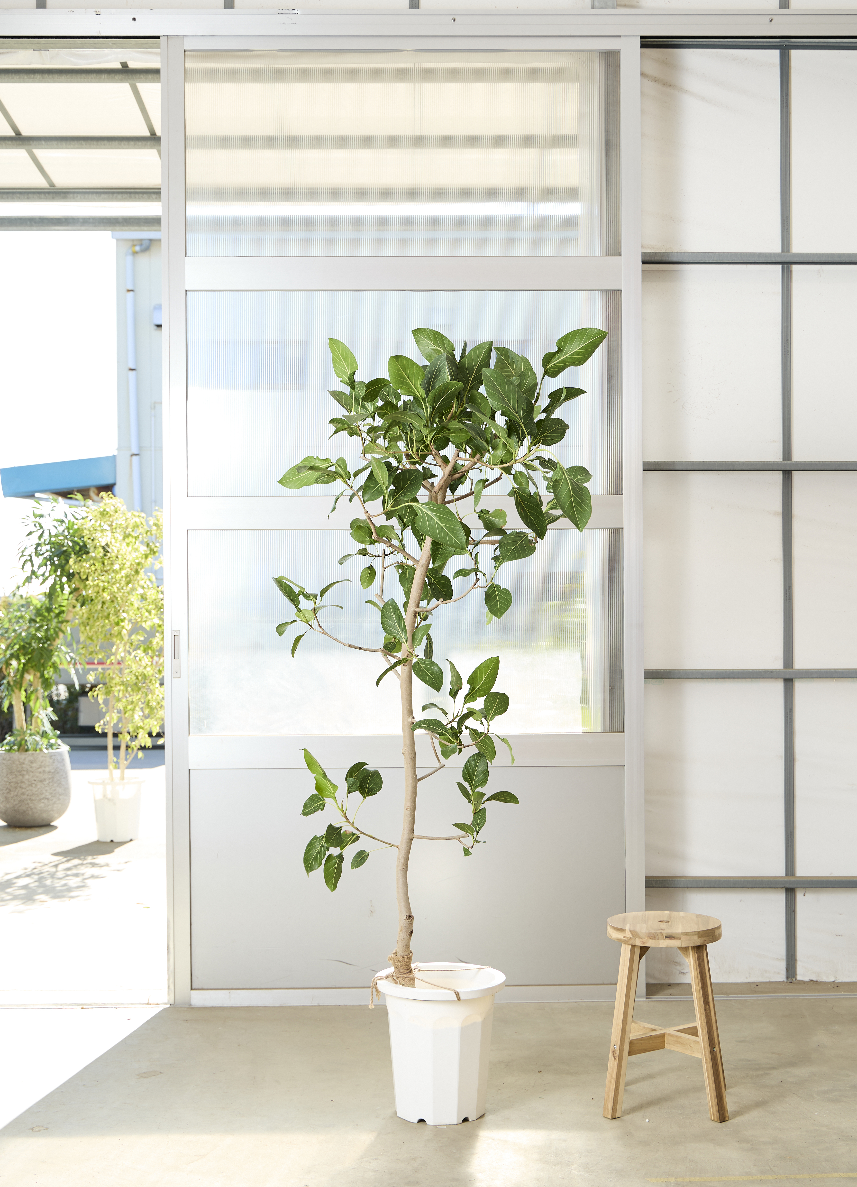 フィカス ベンガレンシス 1点もの（現品・現物） | 観葉植物 | 送料