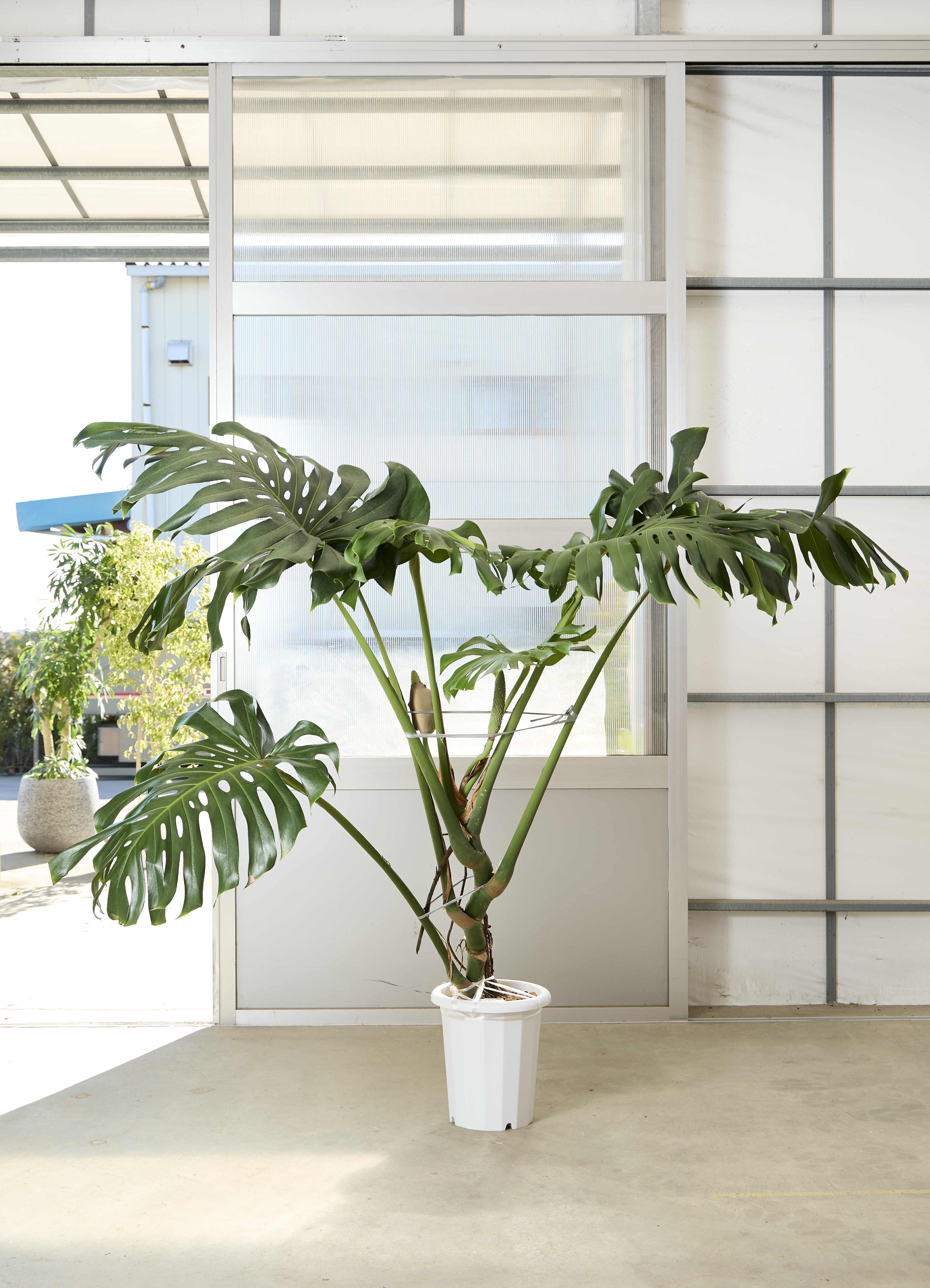 【超特大★180㎝】大型観葉植物・モンステラ（送料込） 観葉植物 モンステラ【180cm】10号 幹立ち プラスチック鉢 #69644 ※1都