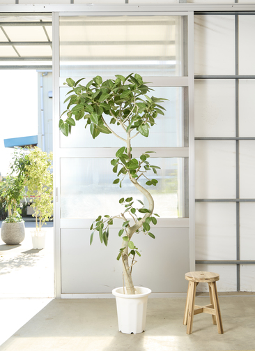 others-3922_0001.jpg?1764554930