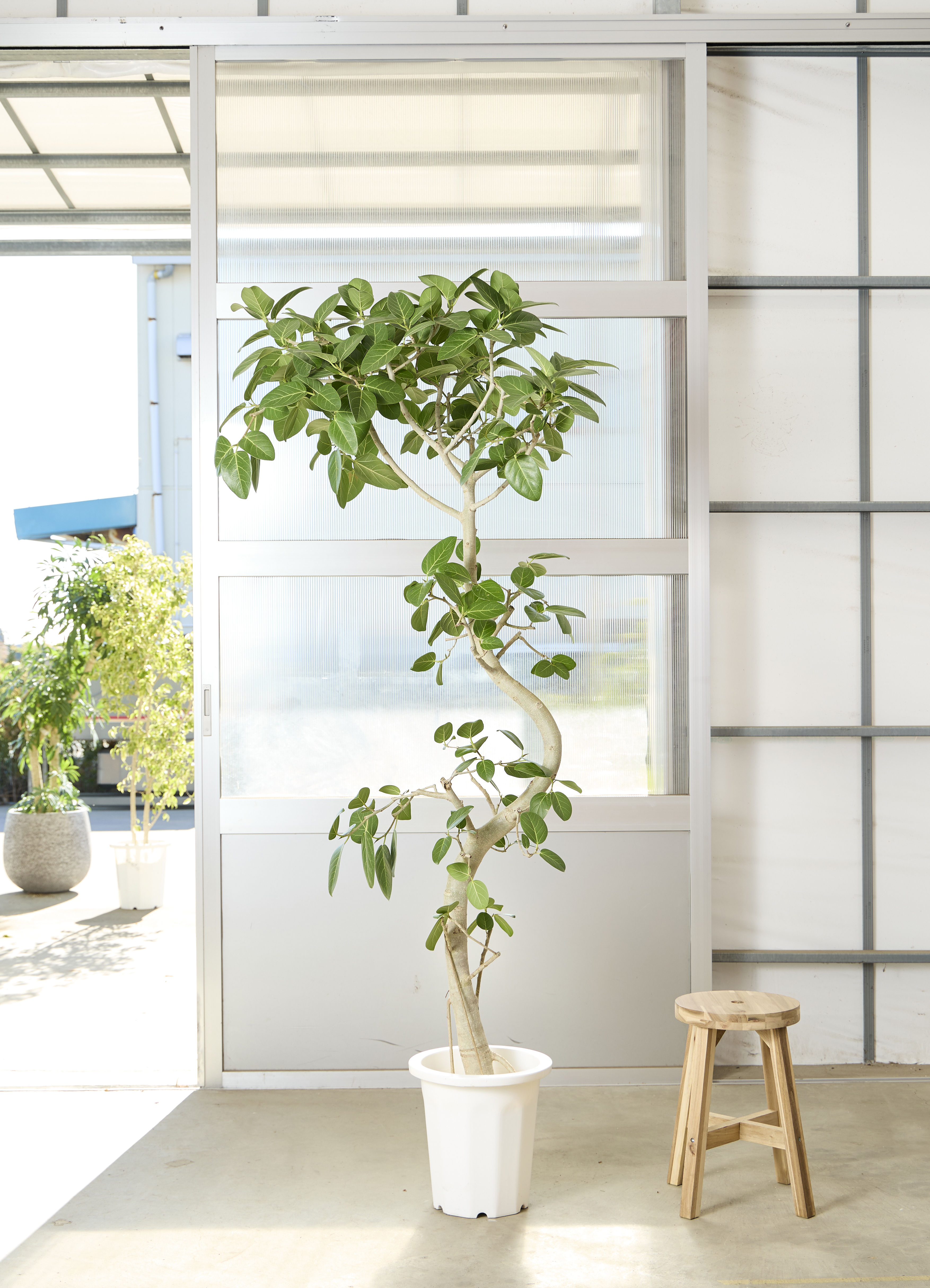 フィカス ベンガレンシス 1点もの（現品・現物） | 観葉植物 | 送料