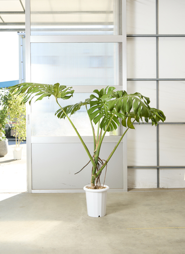 　巨大モンステラ160㌢観葉鉢ごと引取限定 モンステラ 大型 | 観葉植物通販HitoHana(ひとはな)