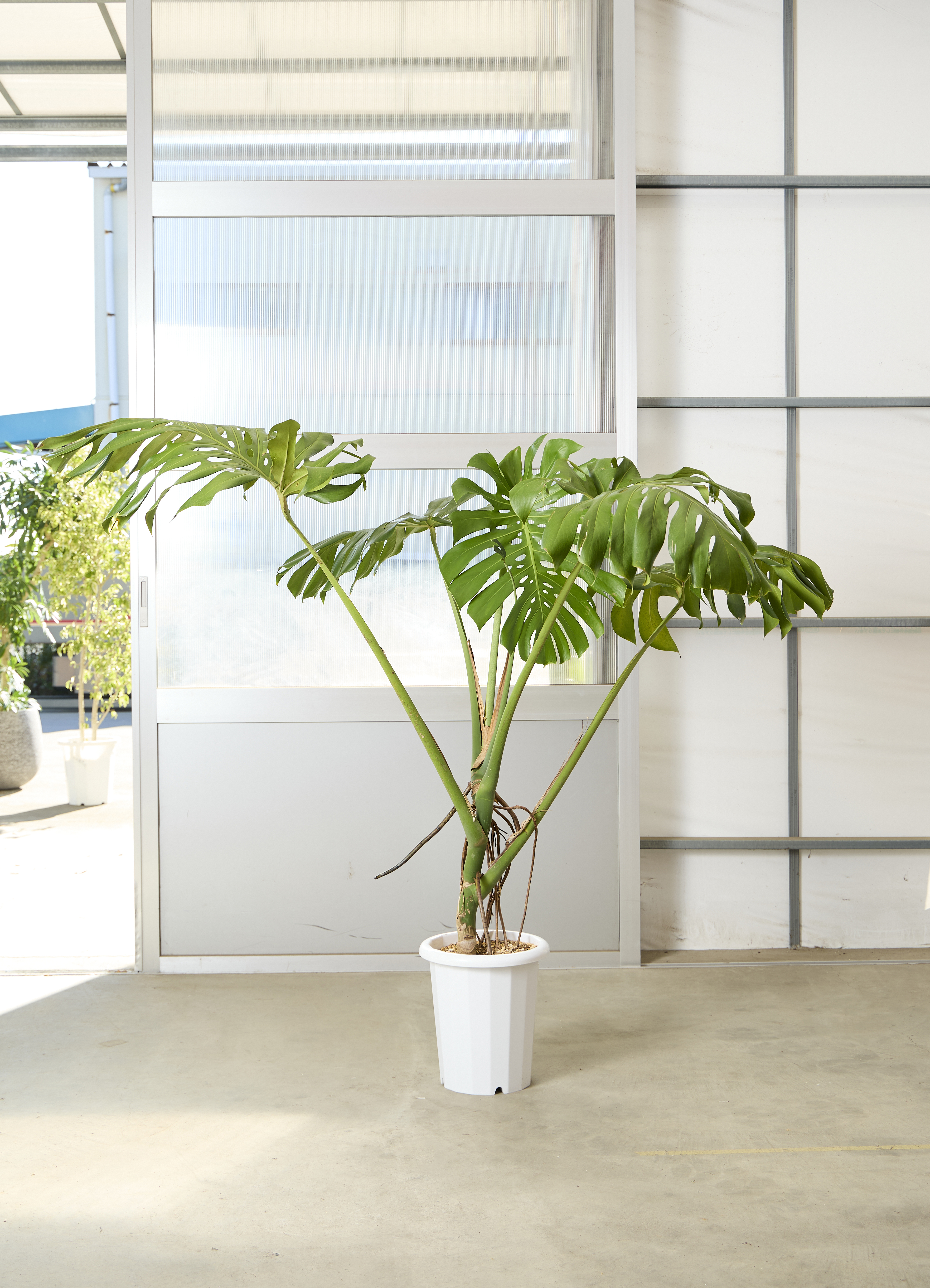 観葉植物 モンステラ【160cm】10号 幹立ち プラスチック鉢 #69645 ※1都
