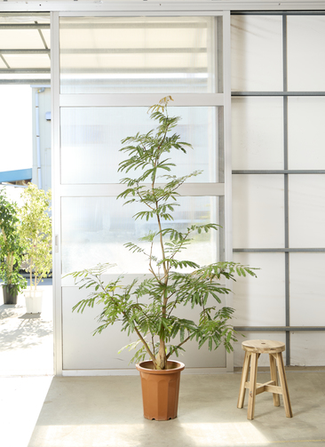 観葉植物 エバーフレッシュ【210cm】10号 プラスチック鉢 #69643 ※1都3