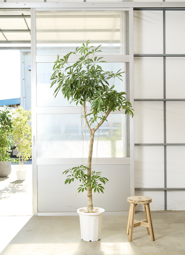 観葉植物 シェフレラ コンパクタ【230cm】10号 プラスチック鉢 #69633