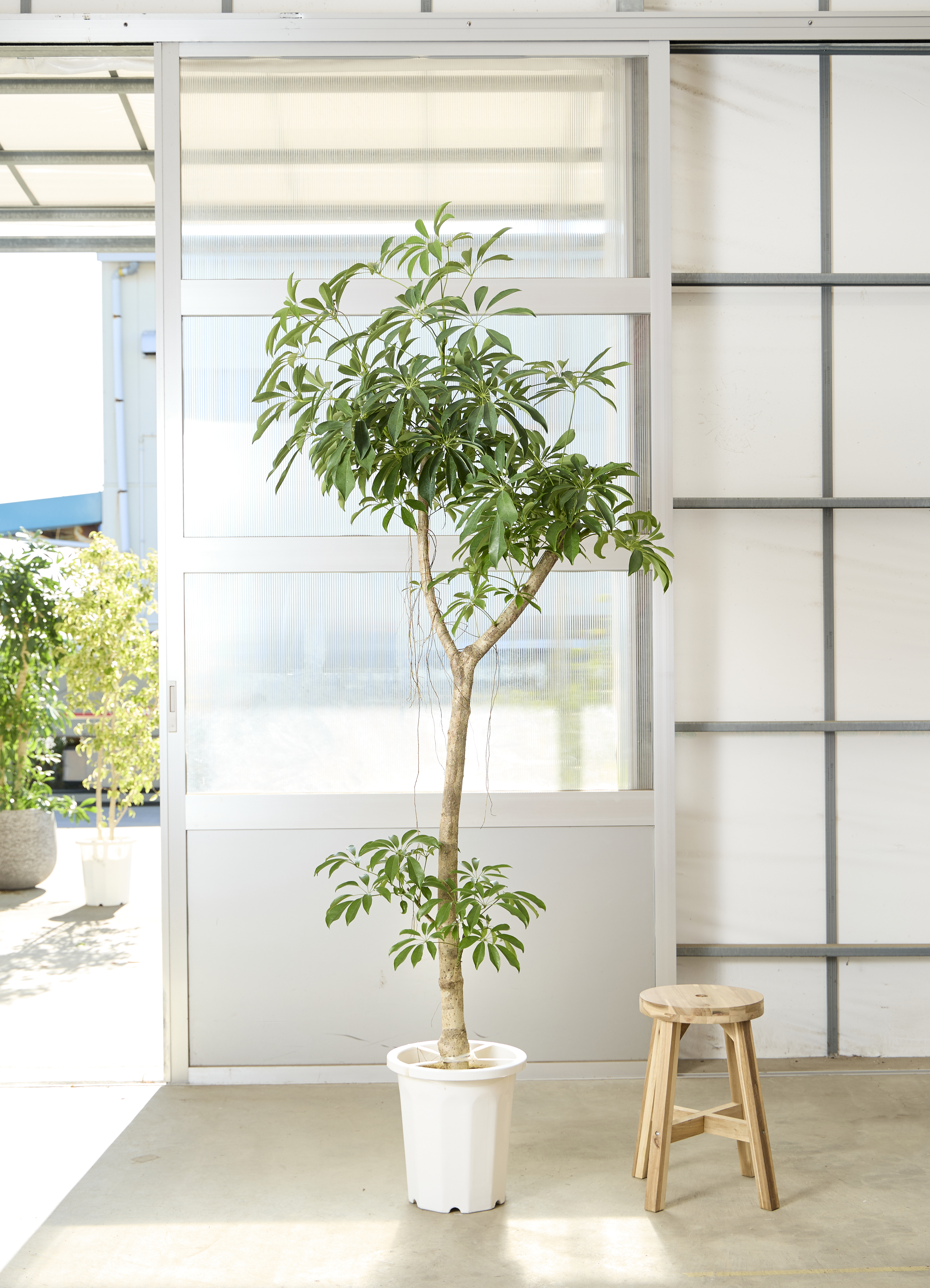 観葉植物 シェフレラ コンパクタ【230cm】10号 プラスチック鉢 #69633