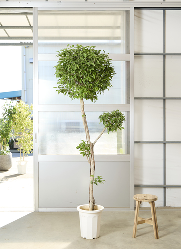 観葉植物 フィカス ベンジャミン【220cm】10号 玉造り プラスチック鉢