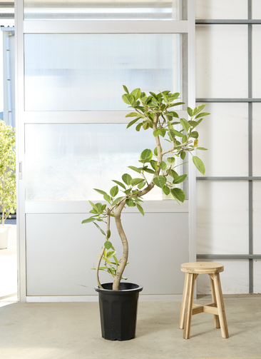 【送料込！】特大 フィカス アルテシマゴム 10号鉢 約160cm 多枝 鉢付き 楽天市場】観葉植物 大型 フィカス アルテシーマ 10号 法人送料無料