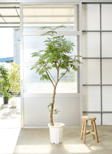 観葉植物 エバーフレッシュ【210cm】10号 プラスチック鉢 #69642 ※1都3