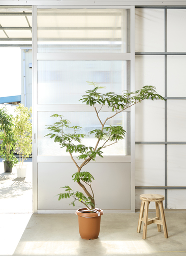 観葉植物 エバーフレッシュ【175cm】10号 曲り プラスチック鉢 #69640