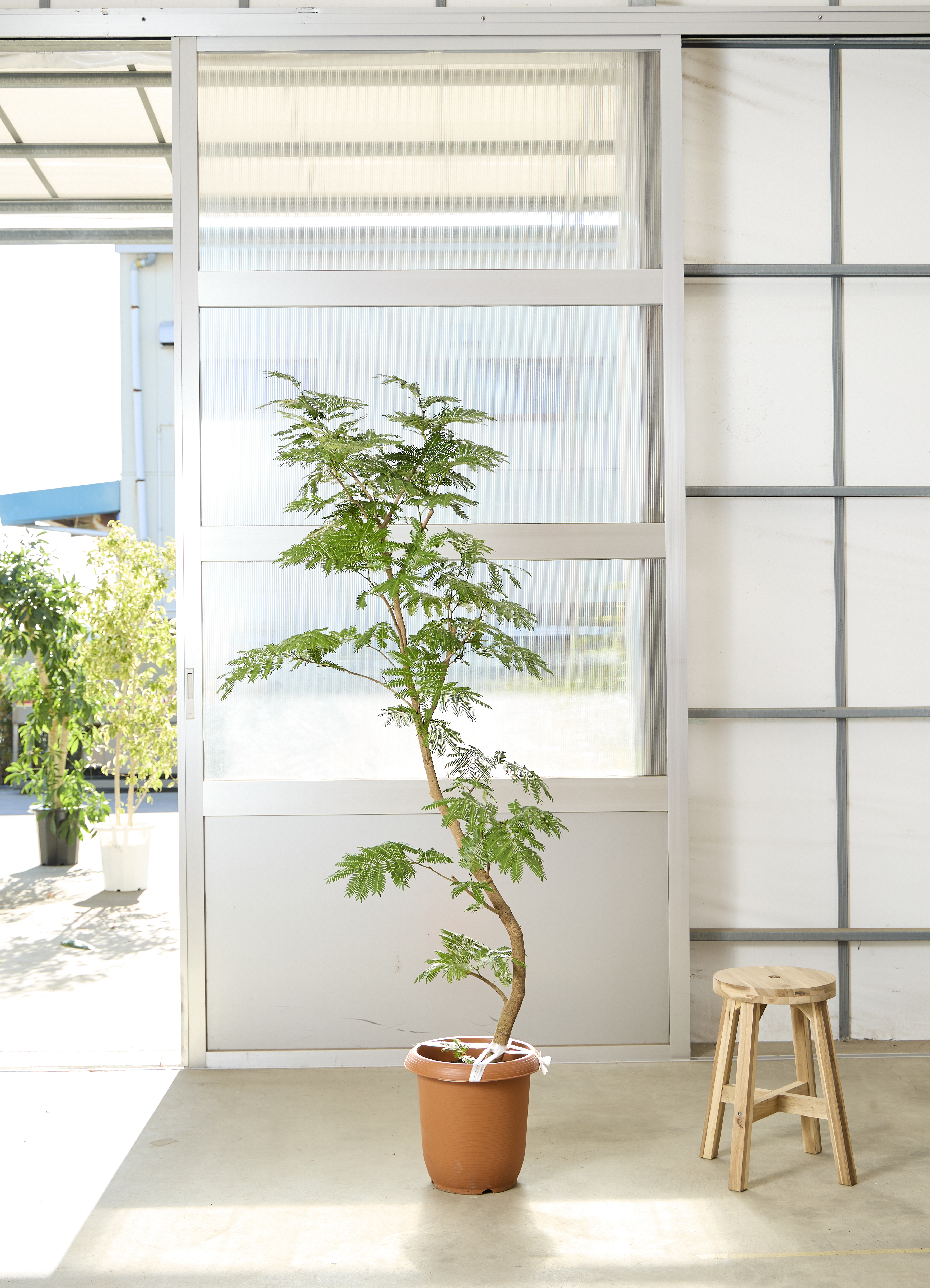 観葉植物 エバーフレッシュ【190cm】10号 曲り プラスチック鉢 #69641