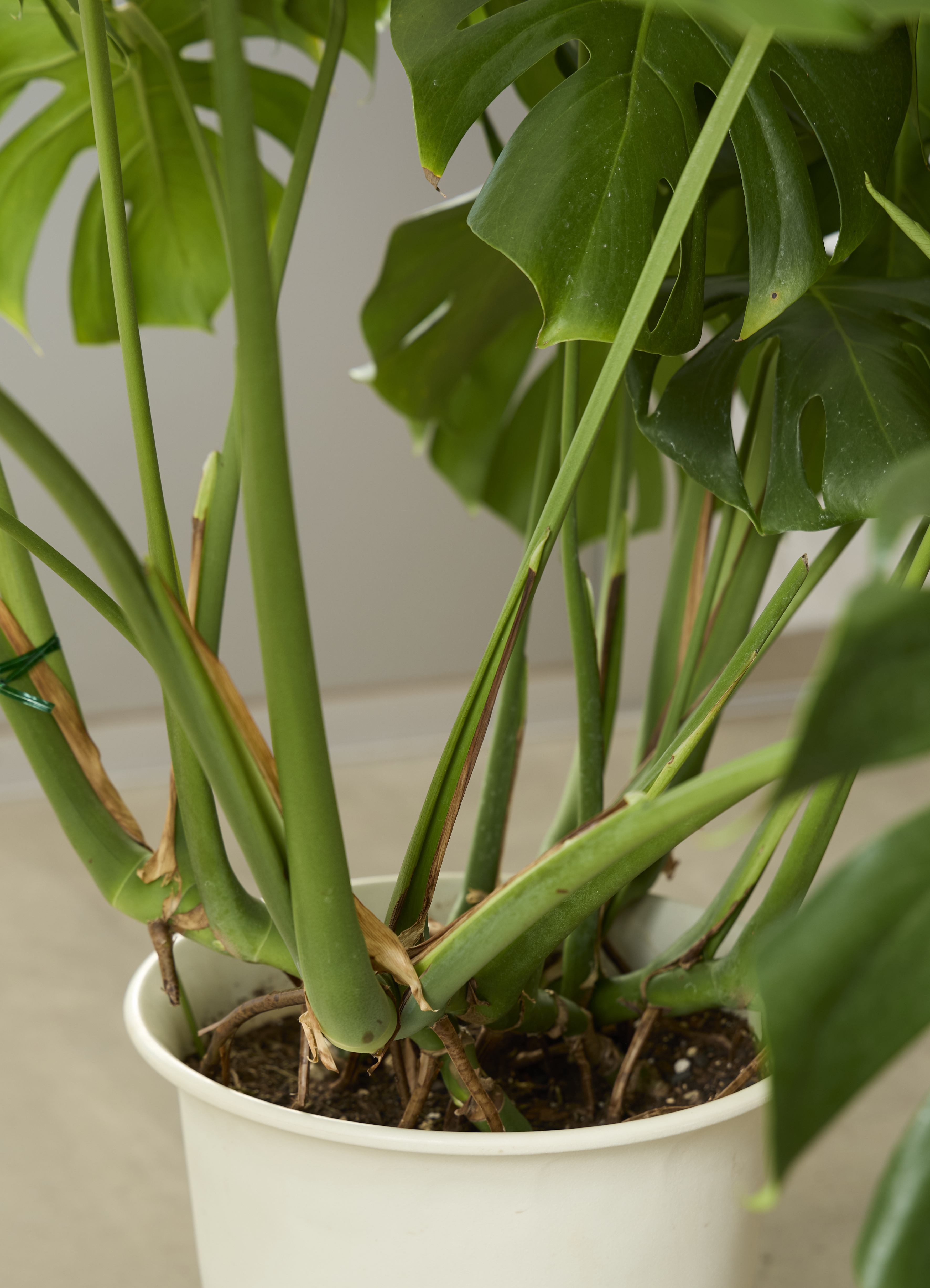観葉植物 モンステラ【100cm】10号 ボサ造り プラスチック鉢 #69607 