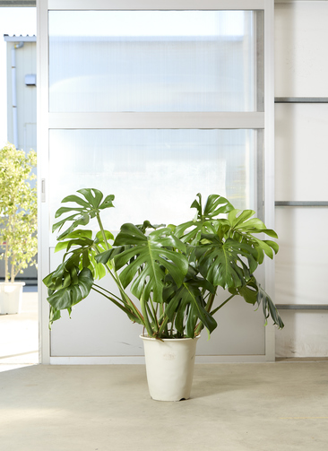 観葉植物 モンステラ【100cm】10号 ボサ造り プラスチック鉢 #69607