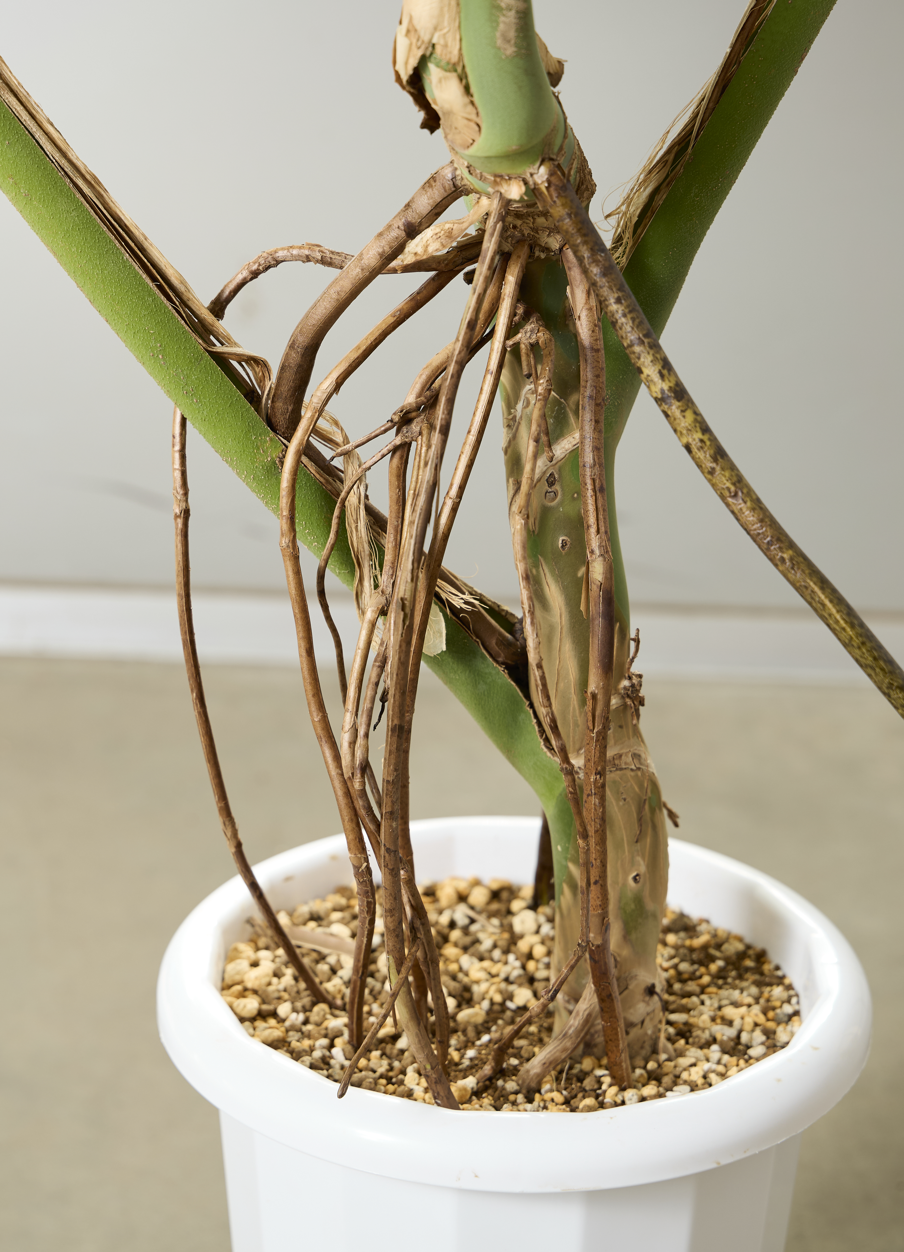 観葉植物 モンステラ【160cm】10号 幹立ち プラスチック鉢 #69645 ※1都