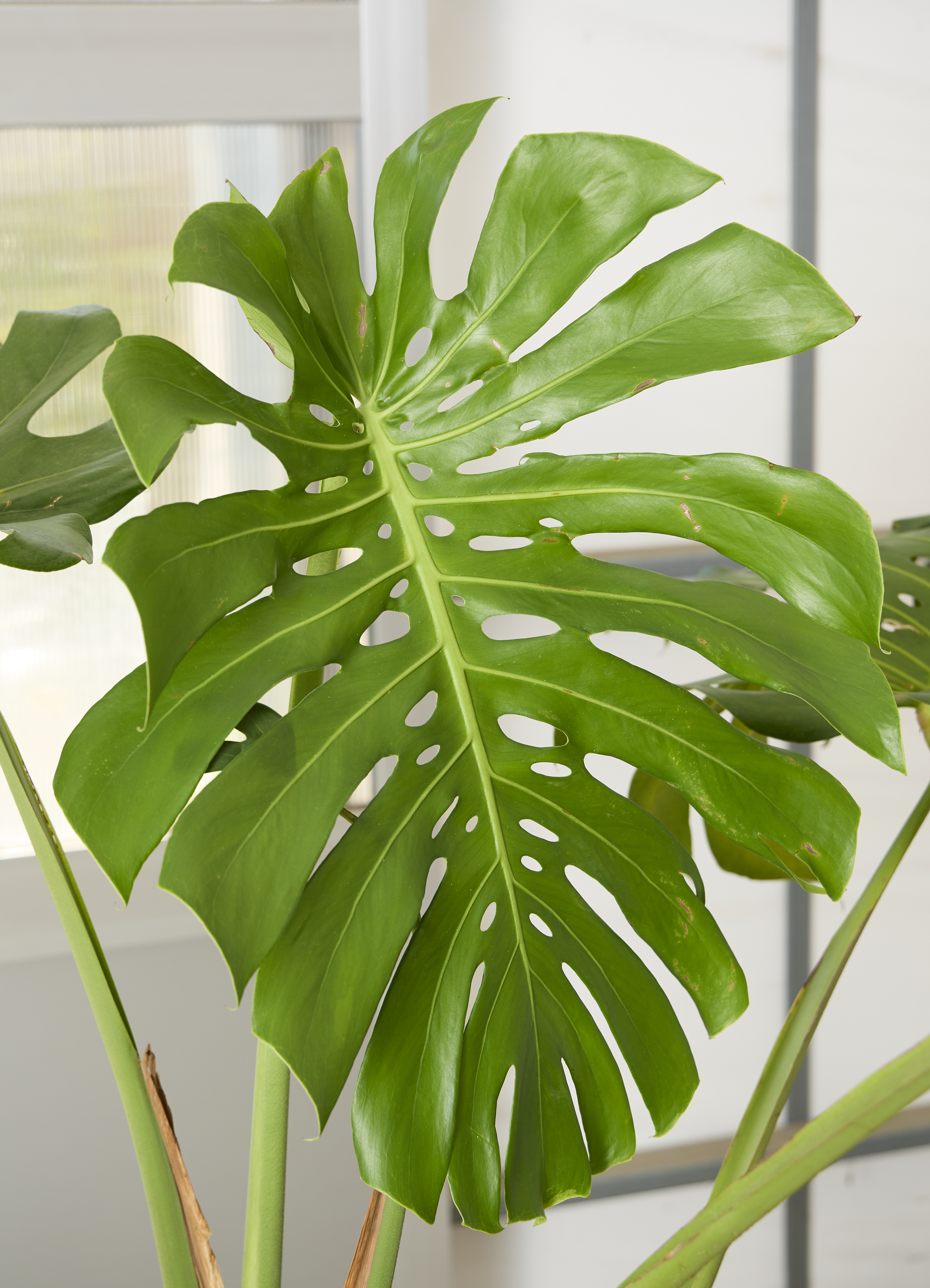 観葉植物 モンステラ【160cm】10号 幹立ち プラスチック鉢 #69645 ※1都