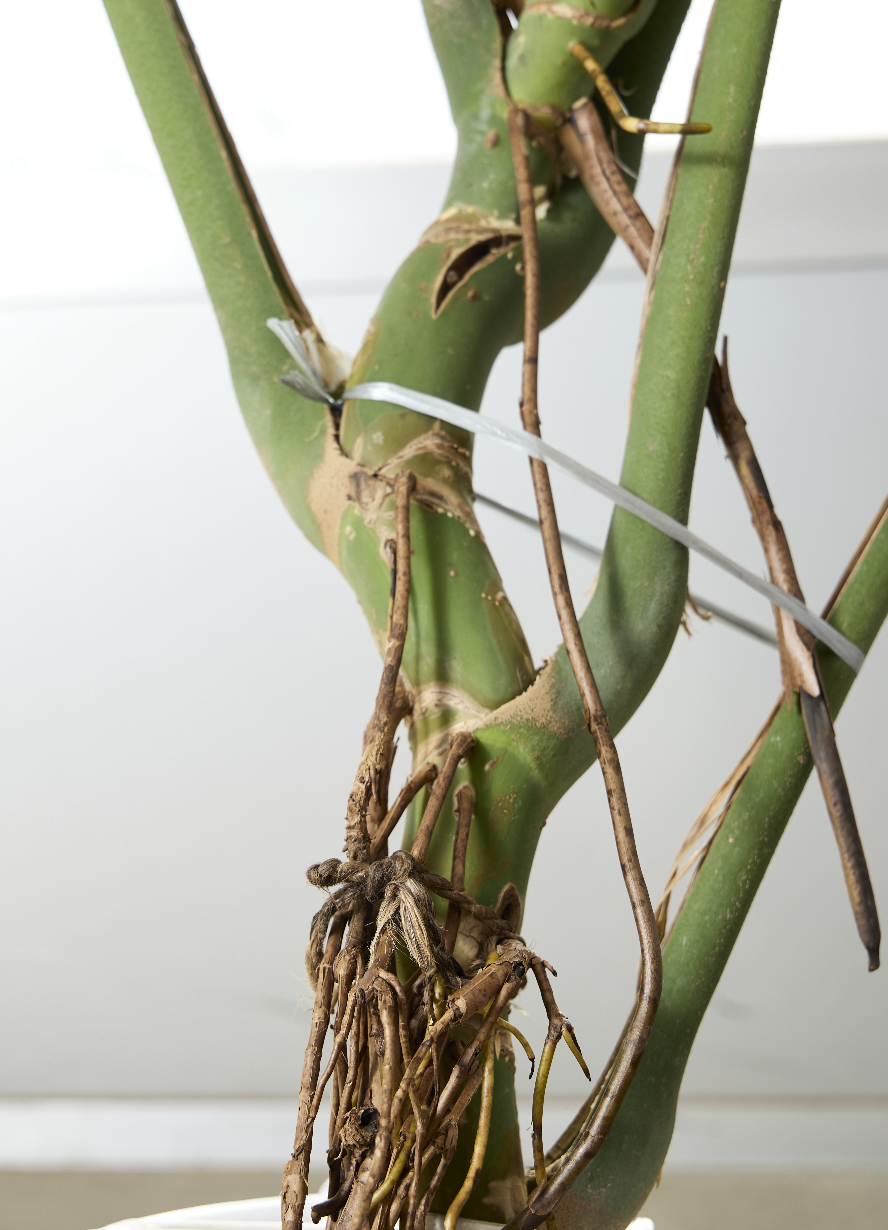 観葉植物 モンステラ【180cm】10号 幹立ち プラスチック鉢 #69644 ※1都