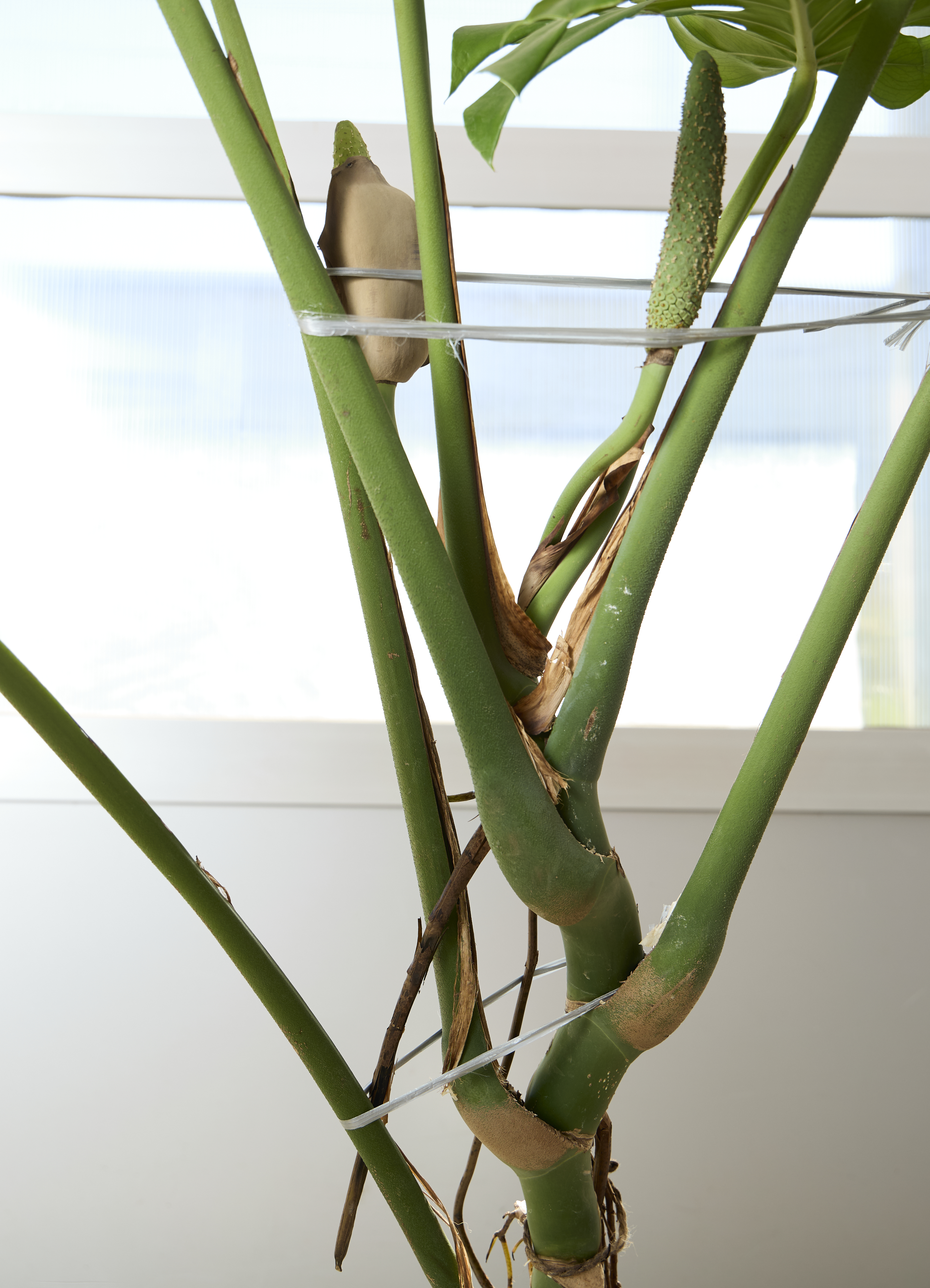 観葉植物 モンステラ【180cm】10号 幹立ち プラスチック鉢 #69644 ※1都