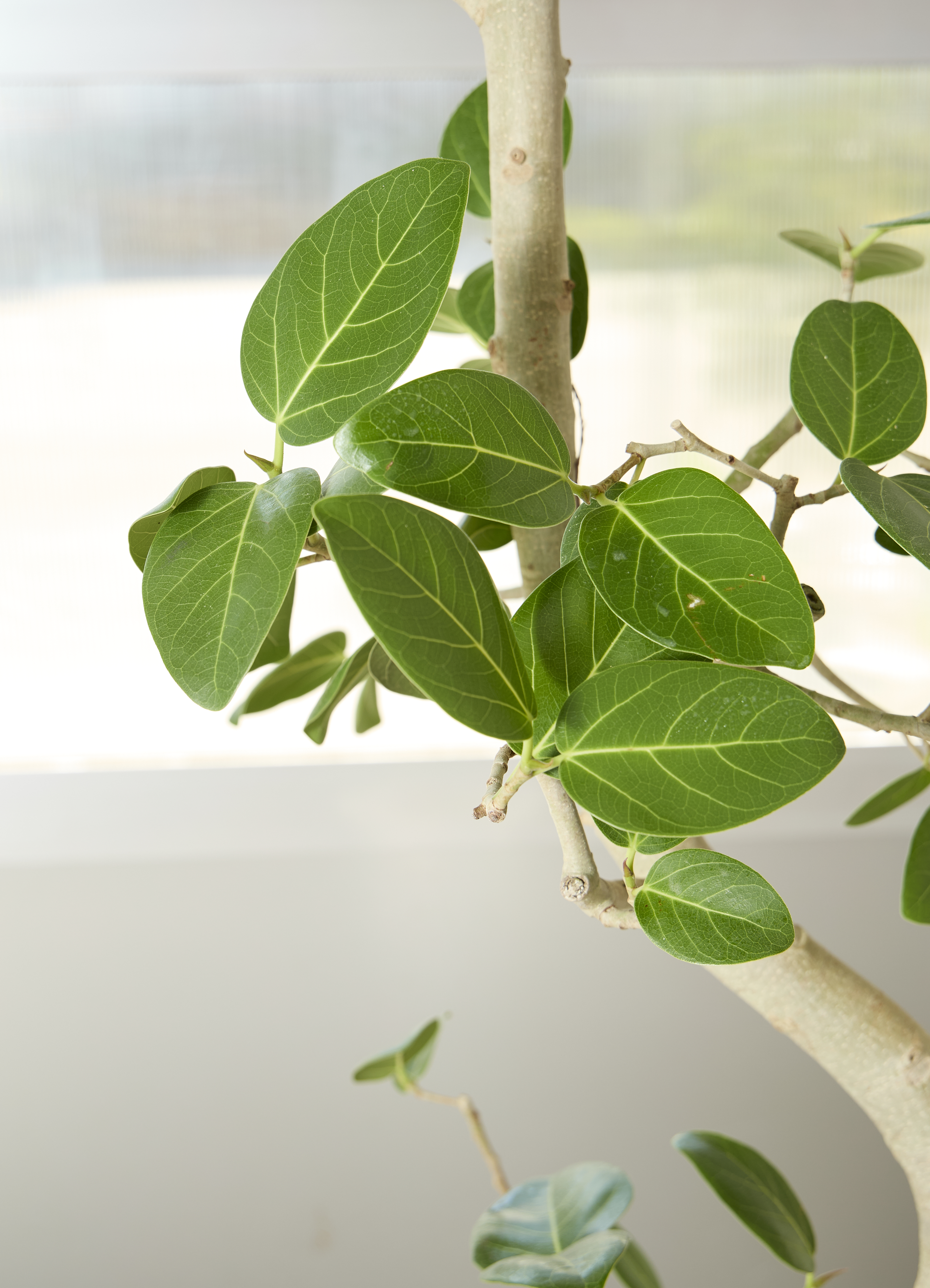 観葉植物 フィカス ベンガレンシス【210cm】10号 曲り プラスチック鉢