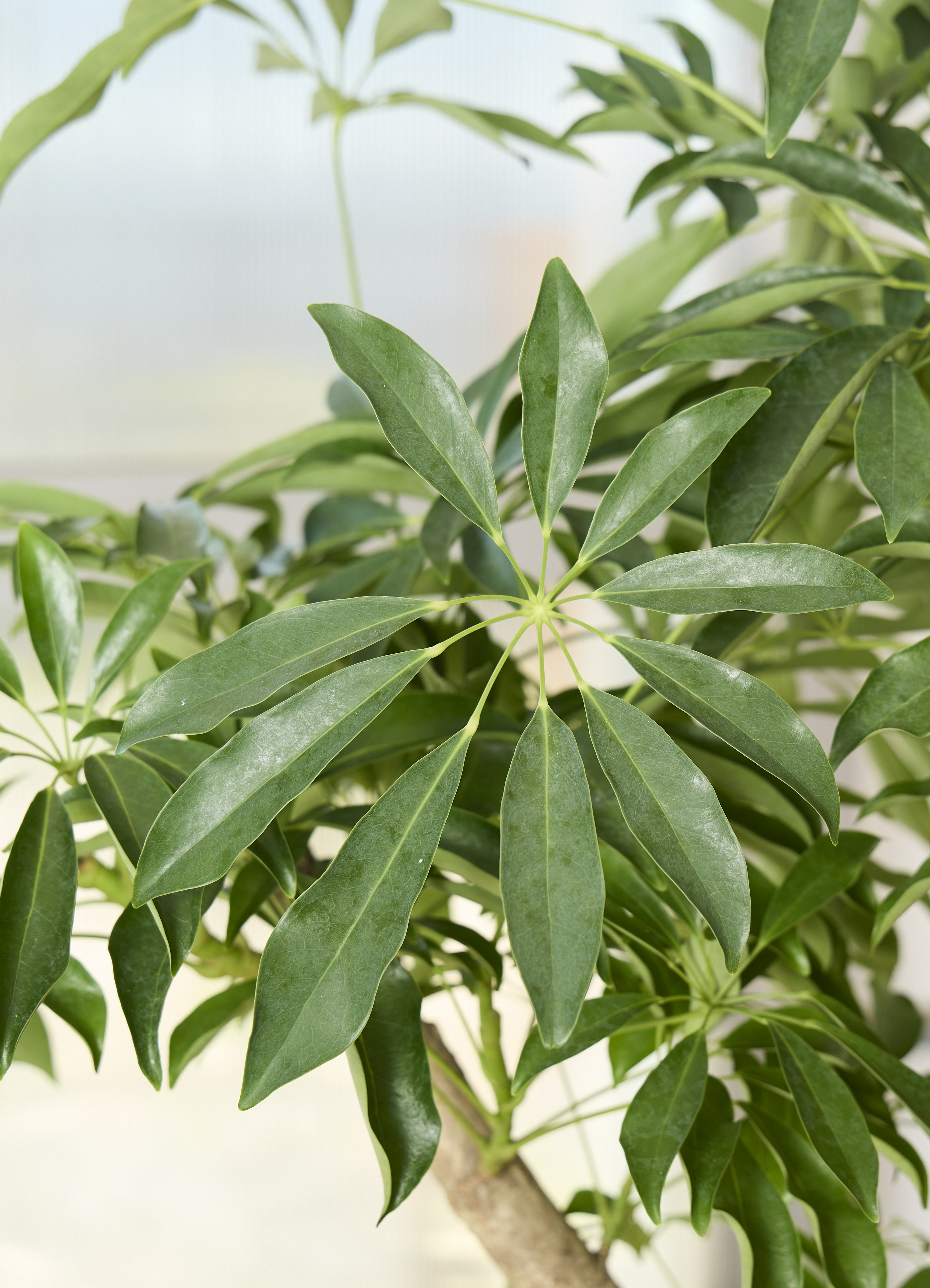 観葉植物 シェフレラ コンパクタ【230cm】10号 プラスチック鉢 #69633